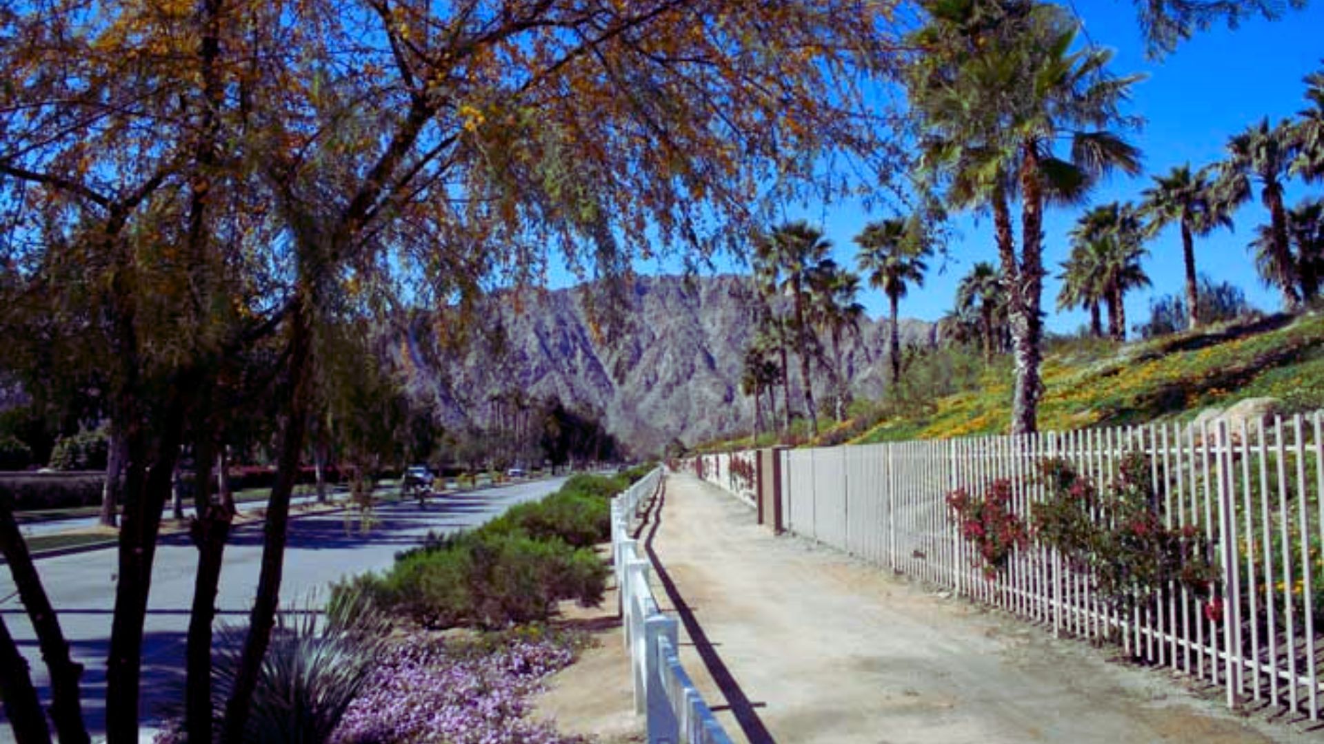 A paved path lined with palm trees and a wooden fence on one side, creating a tropical atmosphere.