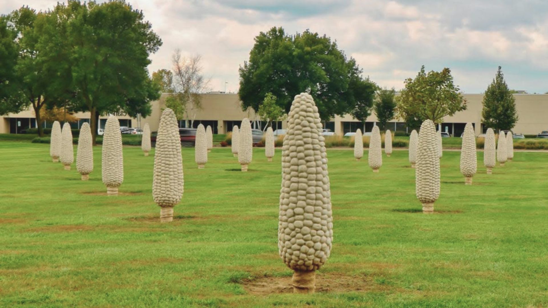 8. Field of Giant Corn Ears