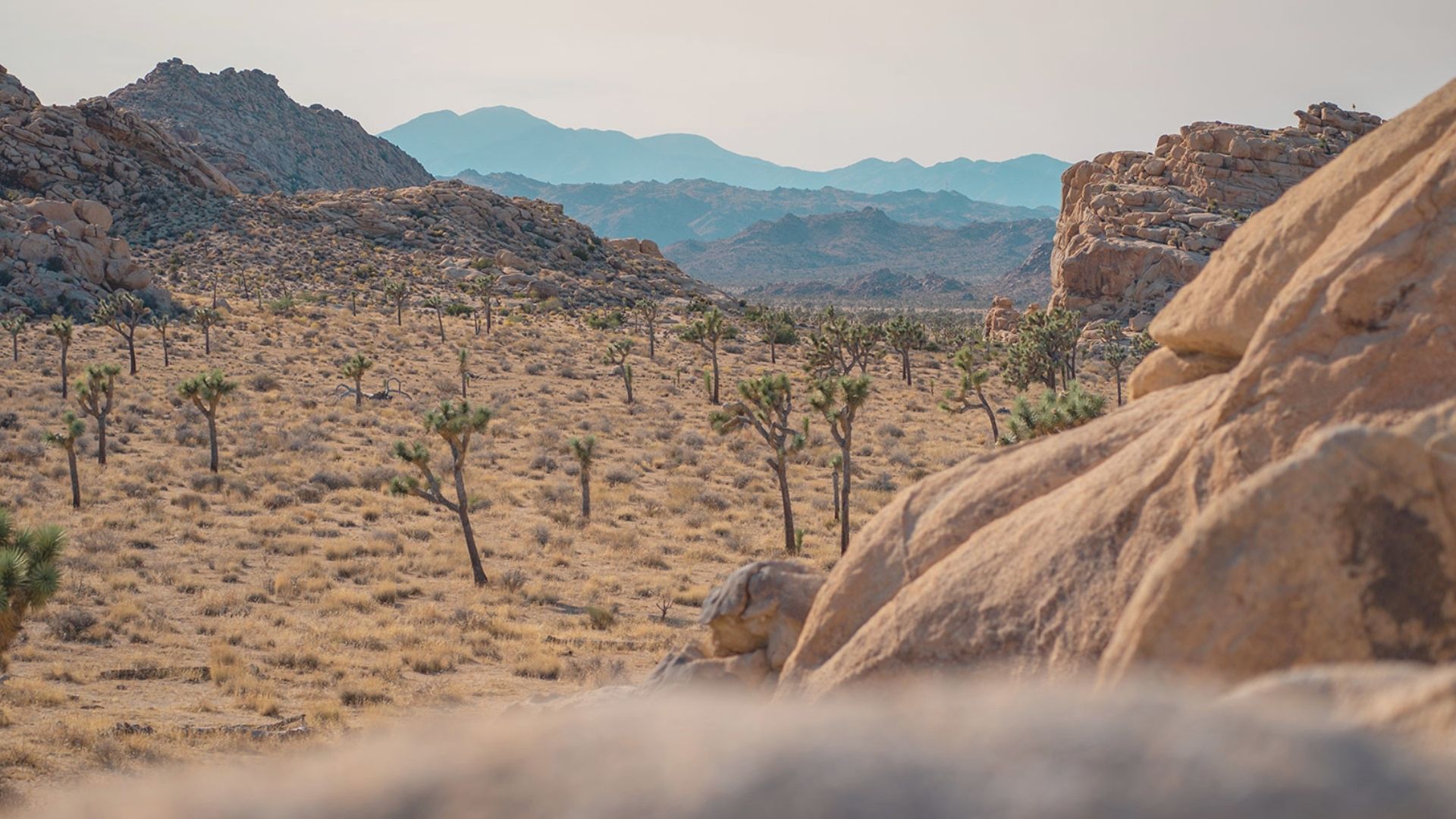 A panoramic vista of Joshua Tree National Park, highlighting its unique desert flora and striking geological features.