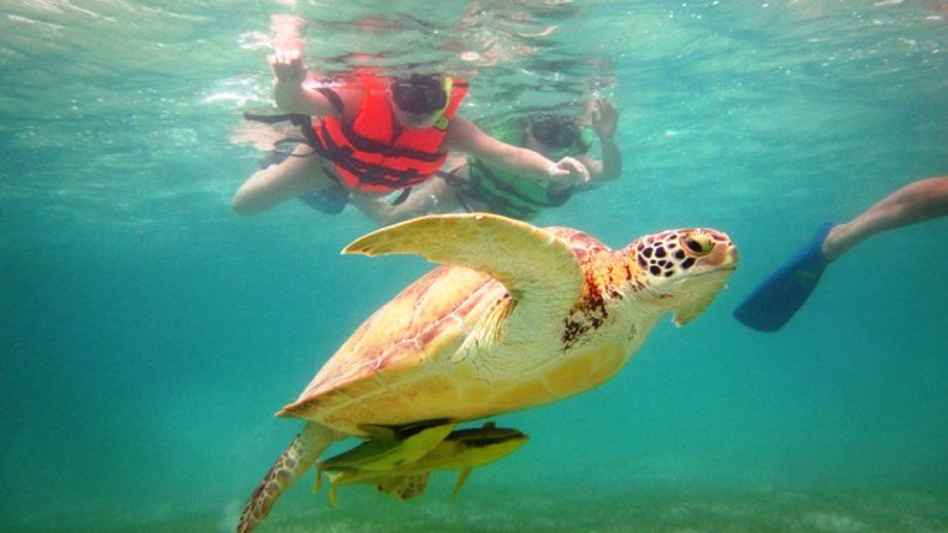 A turtle swims alongside people in clear water, creating a lively scene of interaction between humans and marine life.