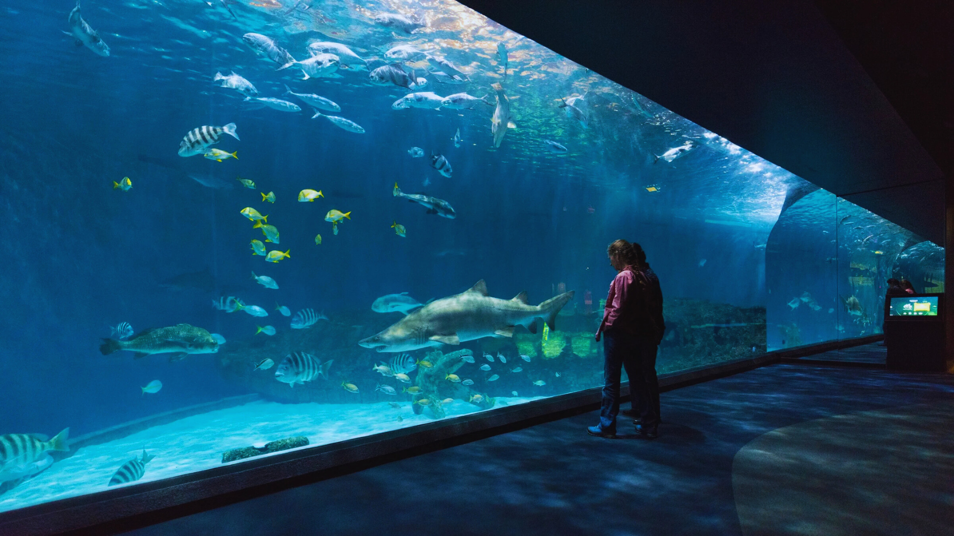 9. Visit the North Carolina Aquarium on Roanoke Island
