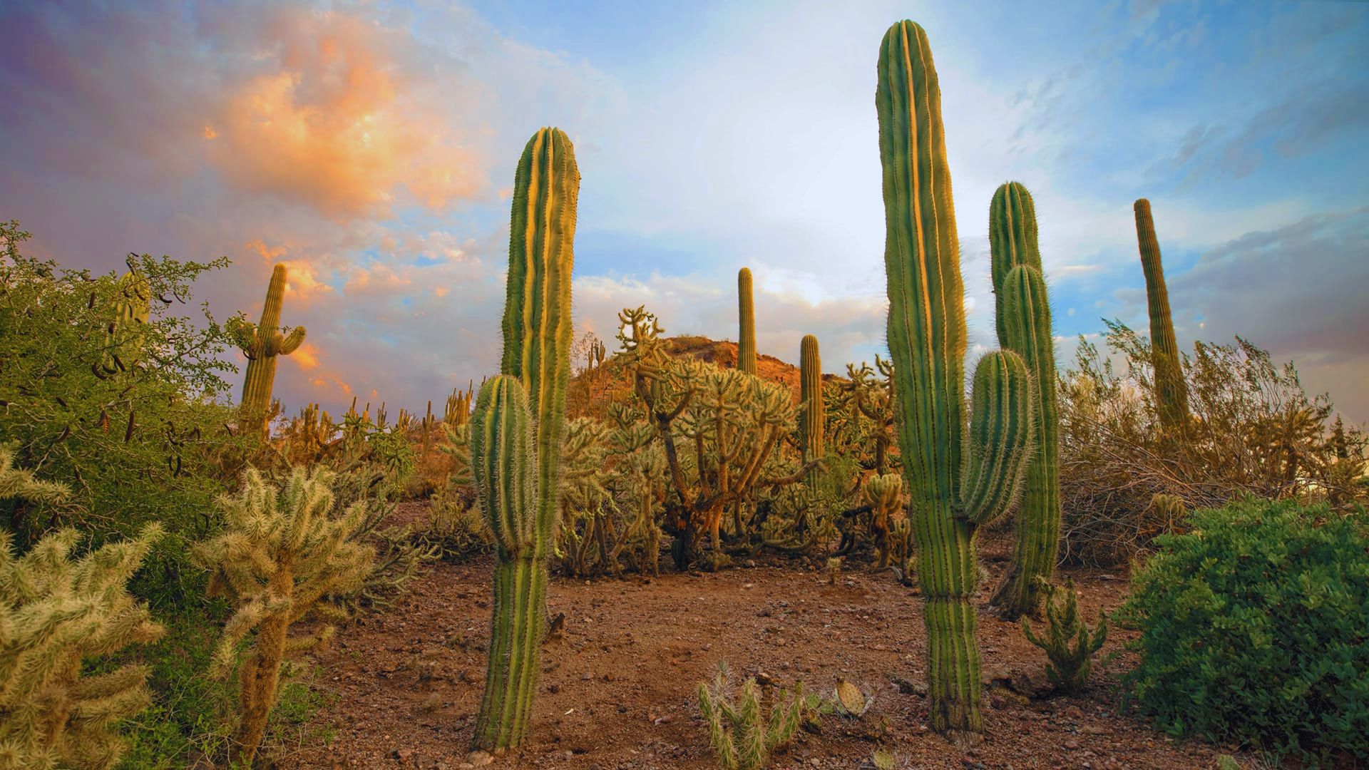 A tall saguaro cactus stands in the desert as the sun sets, casting warm hues across the sky.