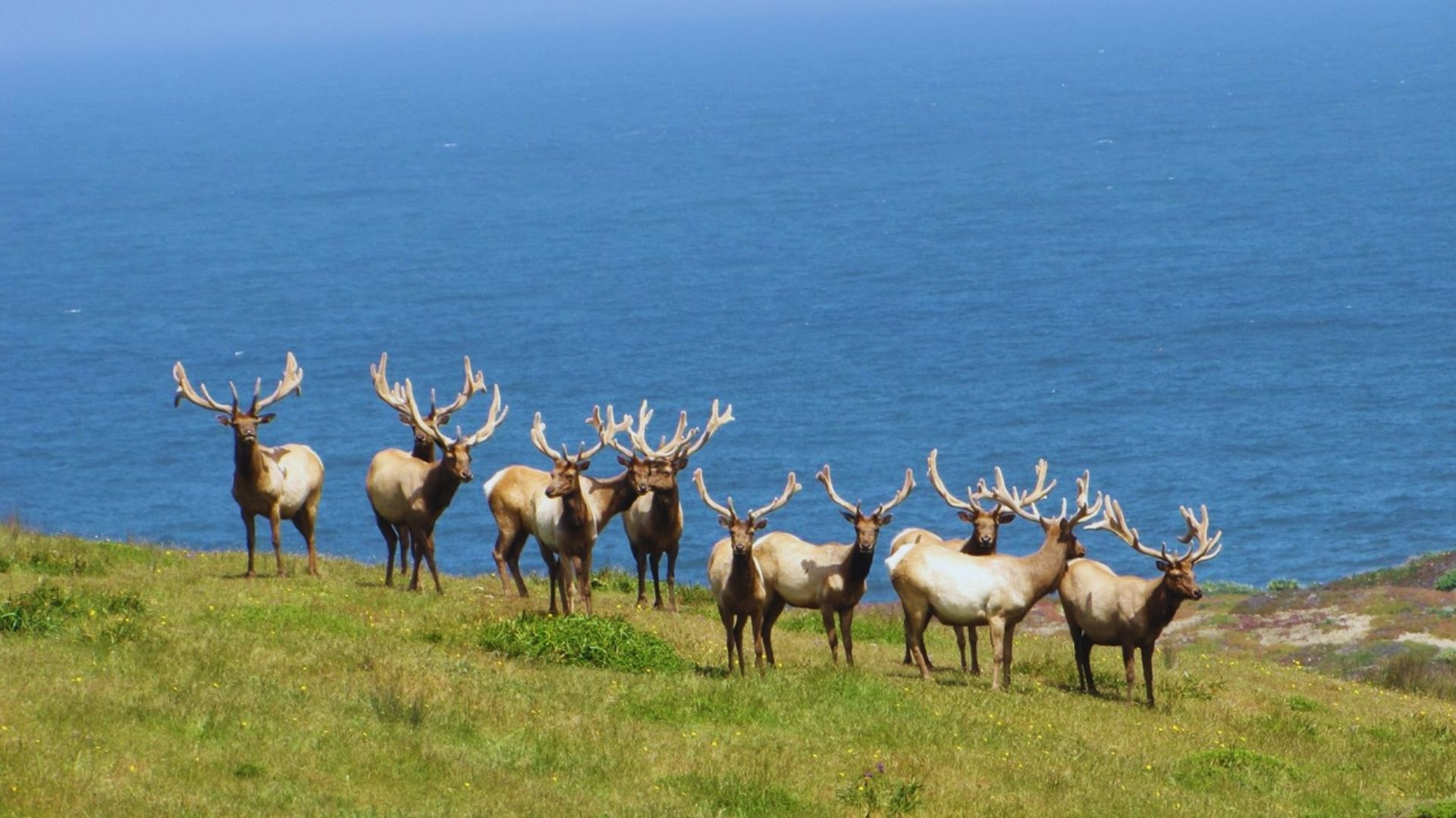 A herd of elk grazes on a hillside overlooking the ocean, with lush greenery surrounding them.