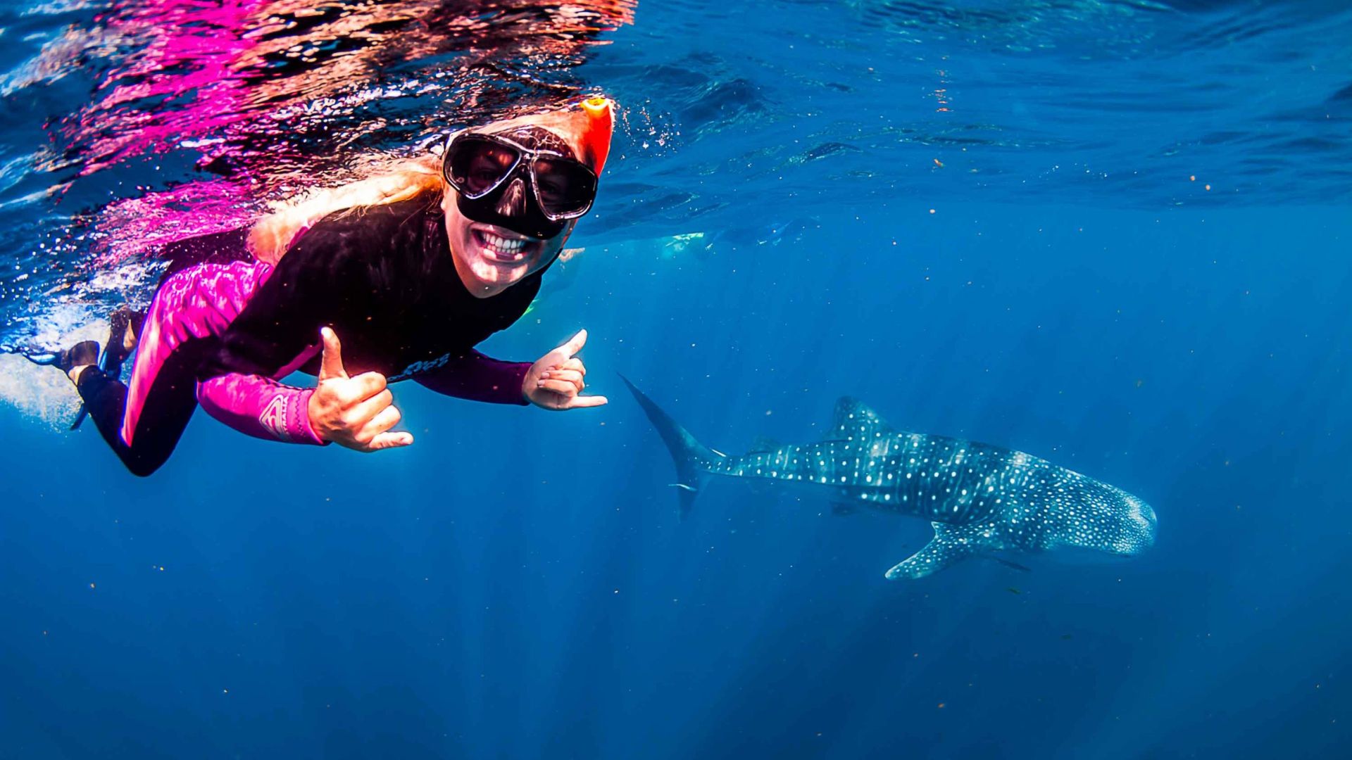 A woman in a snorkel suit and mask swims underwater alongside a large whale shark.
