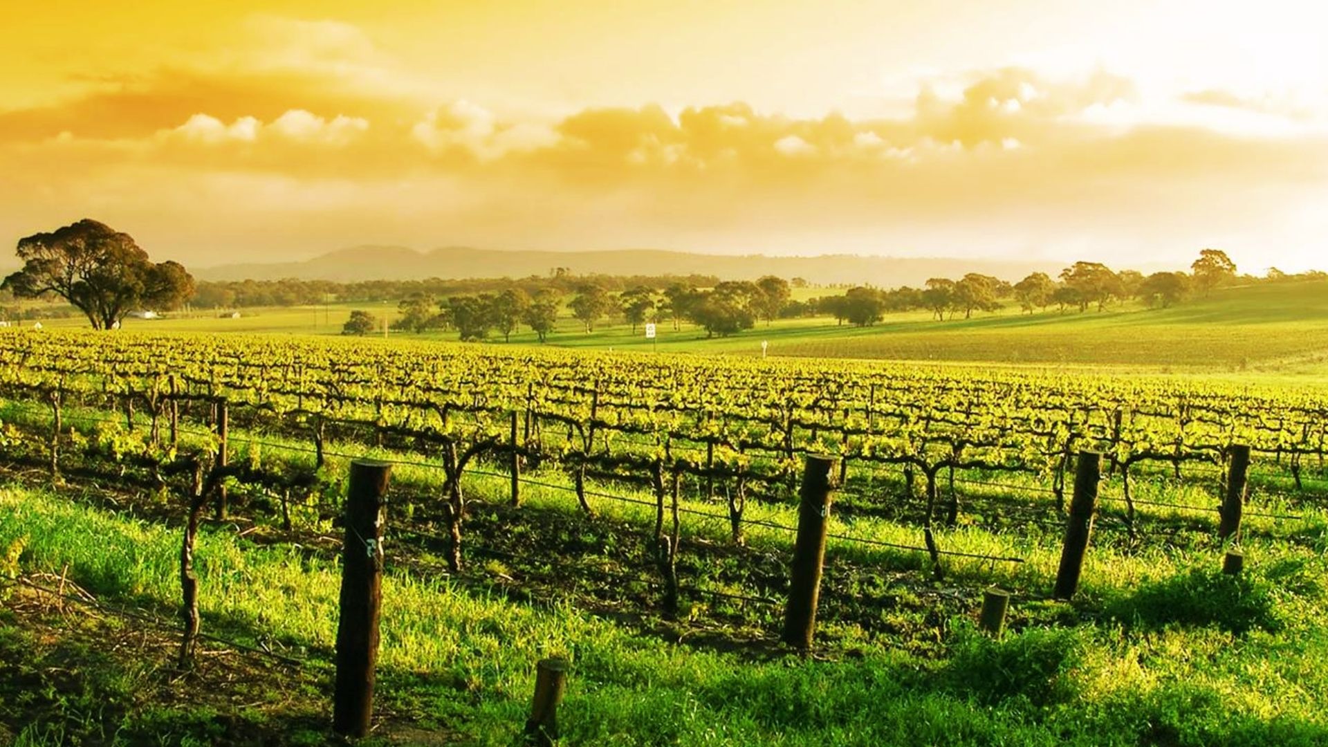 Visit Nearby Central Coast Vineyards
