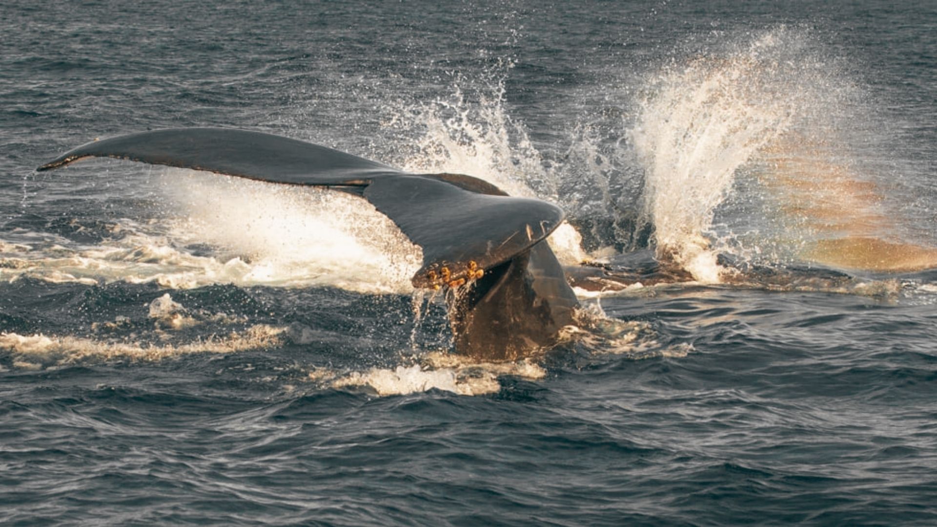 Take a Whale Watching or Dolphin Tour