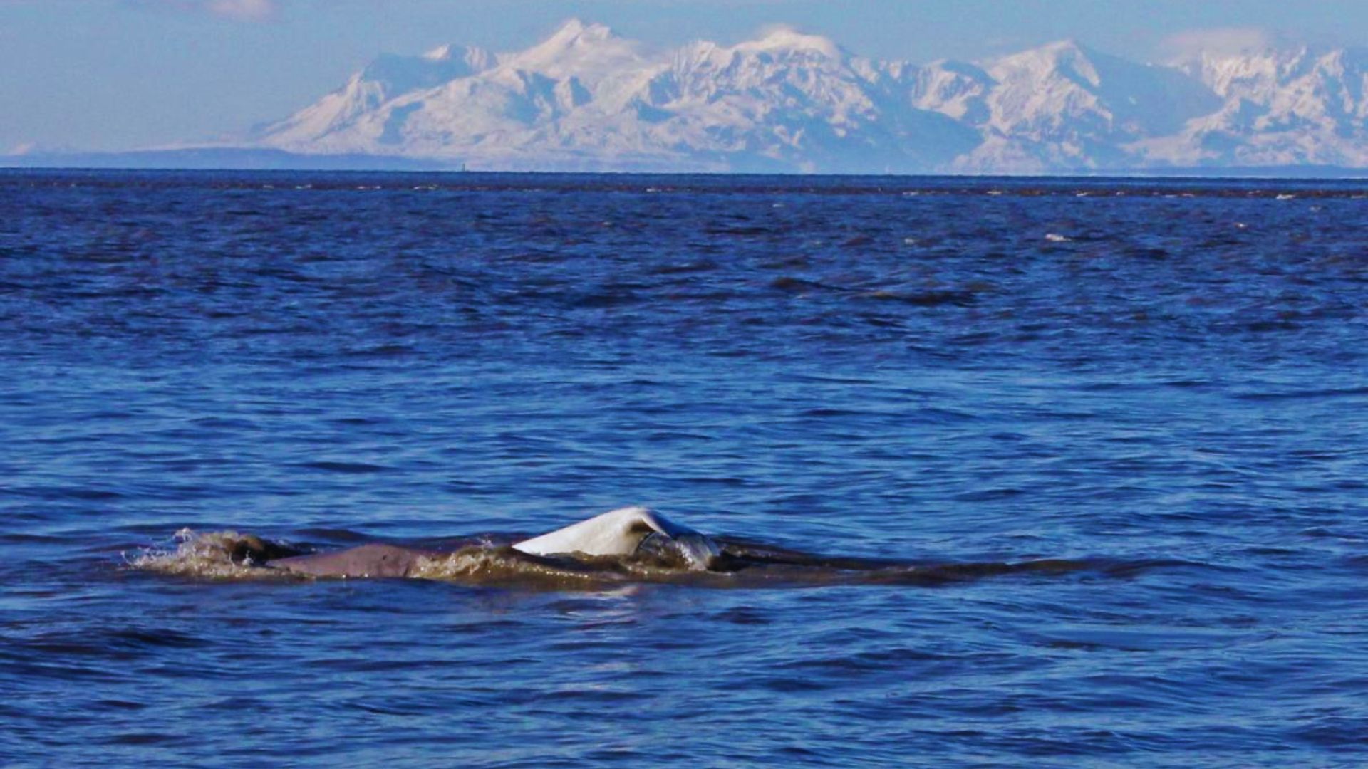A whale swims gracefully in the ocean, with majestic mountains rising in the background.