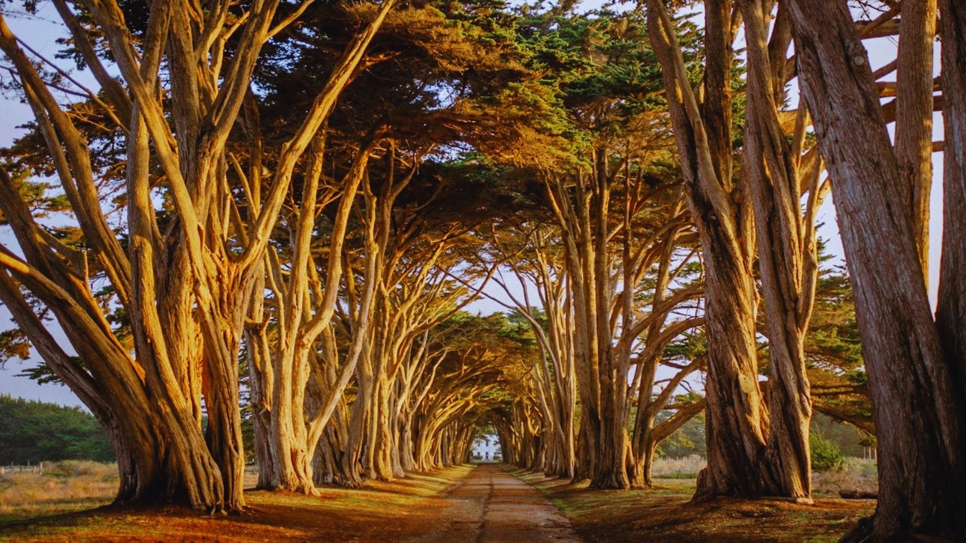 A serene road bordered by trees, featuring a winding path that invites exploration through nature.