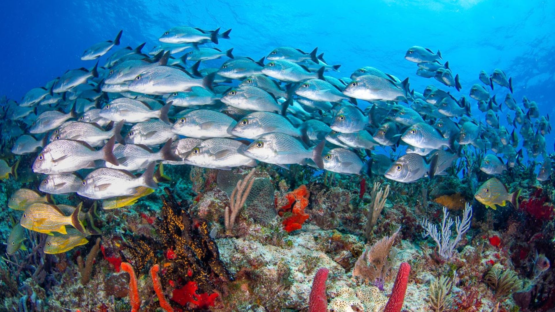 Numerous fish of various species swimming together above a lively coral reef.