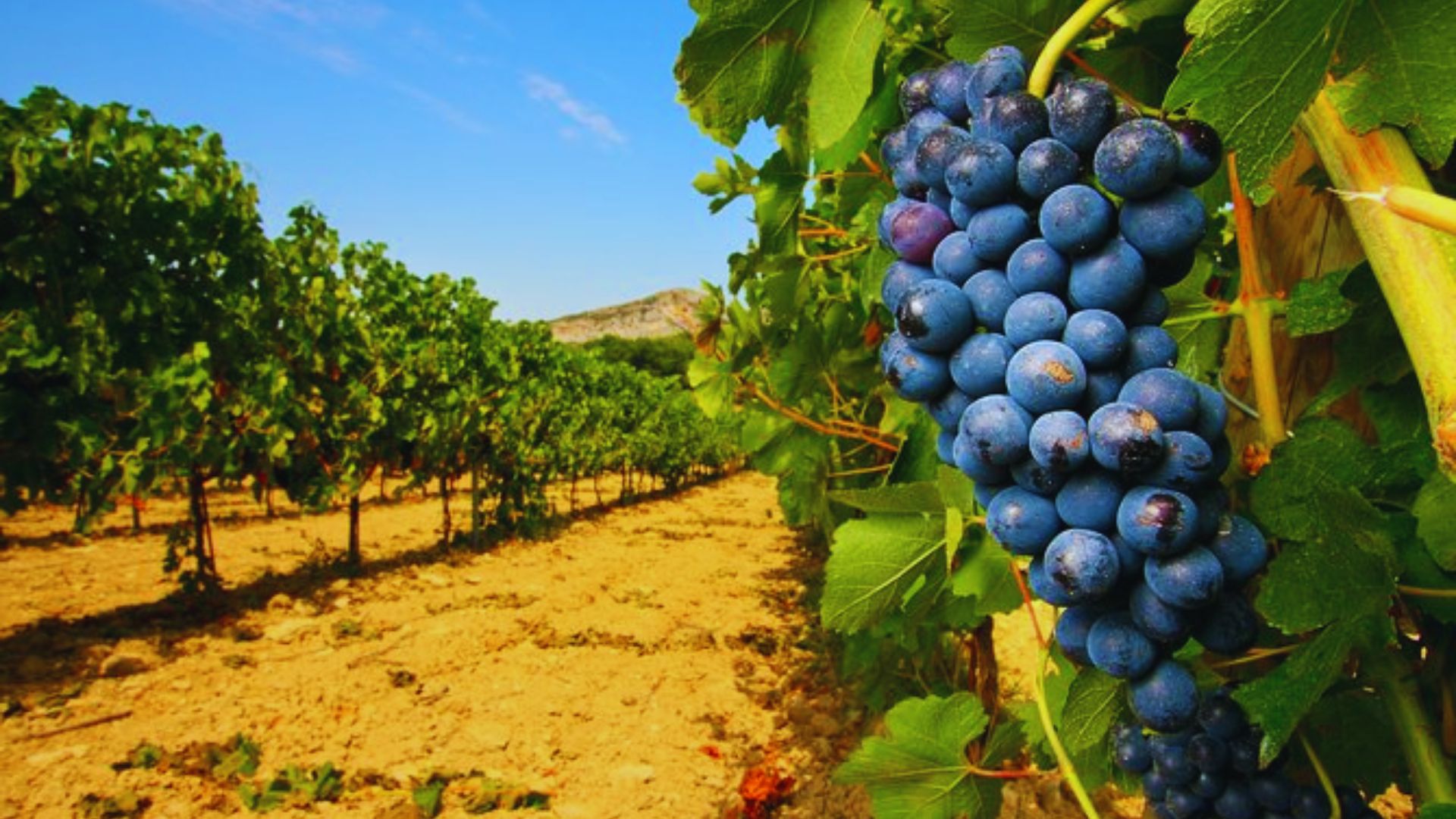 Wine Tasting in Châteauneuf-du-Pape