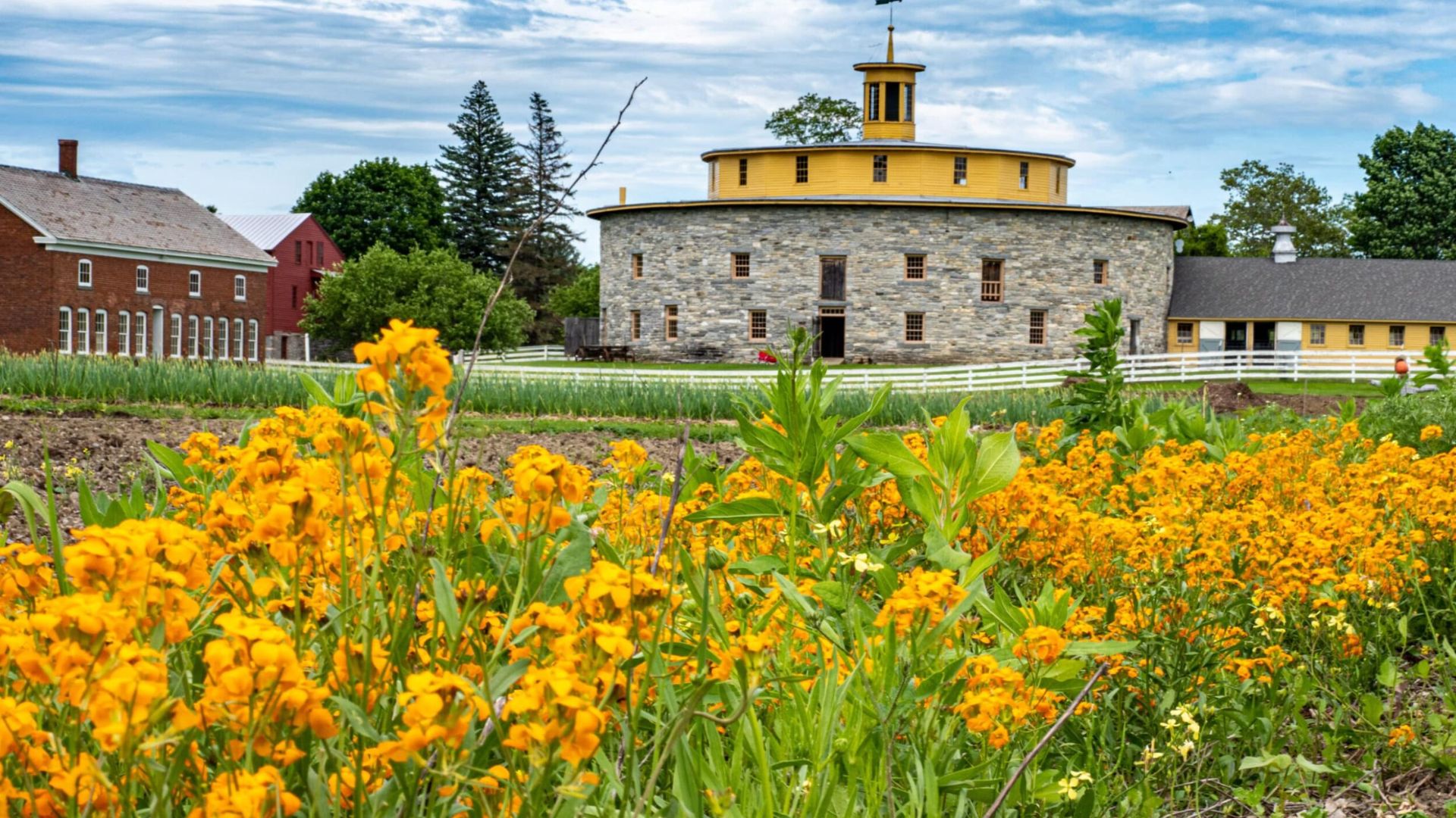 A vibrant field of yellow flowers swaying gently in the breeze under a clear blue sky.