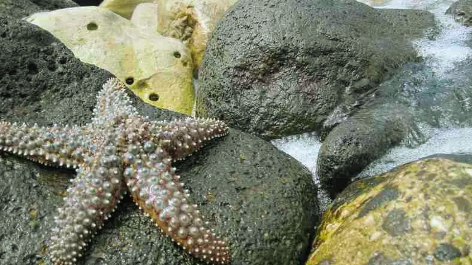 Go Tide Pooling at Low Tide