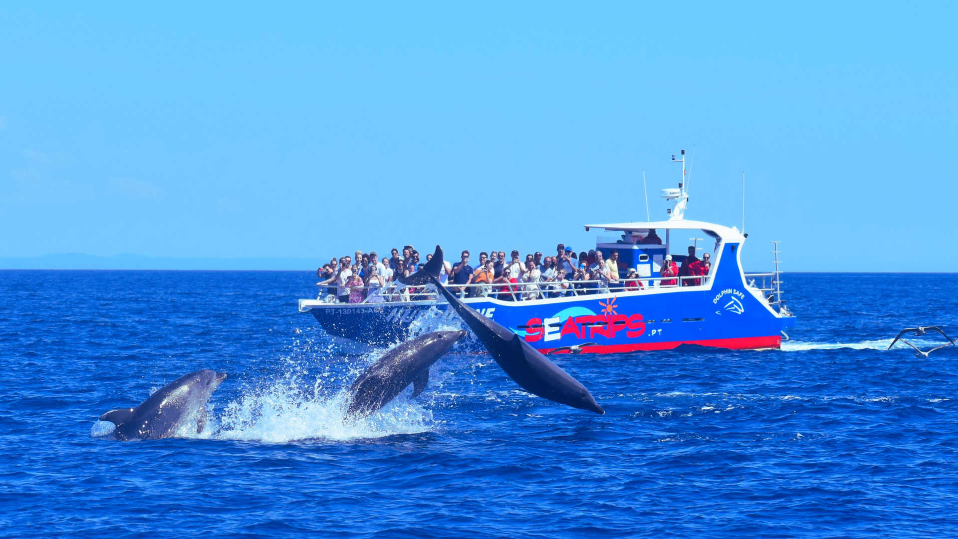 8. Take a Dolphin Watching Boat Tour