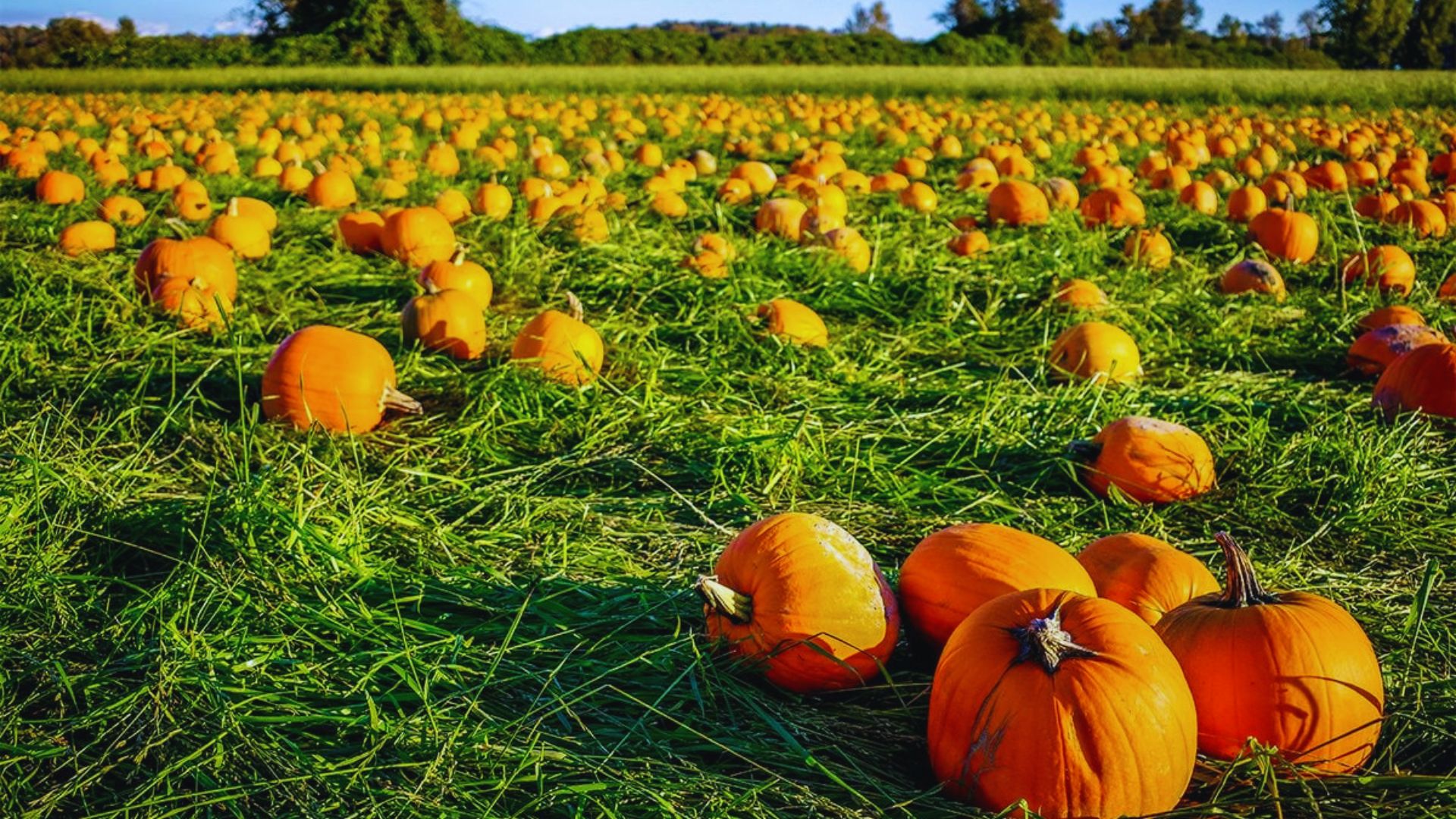 A field of pumpkins under a clear blue sky, surrounded by green trees in the background.