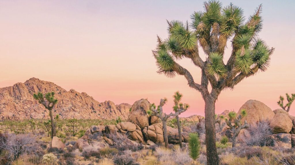 Joshua Tree Itinerary