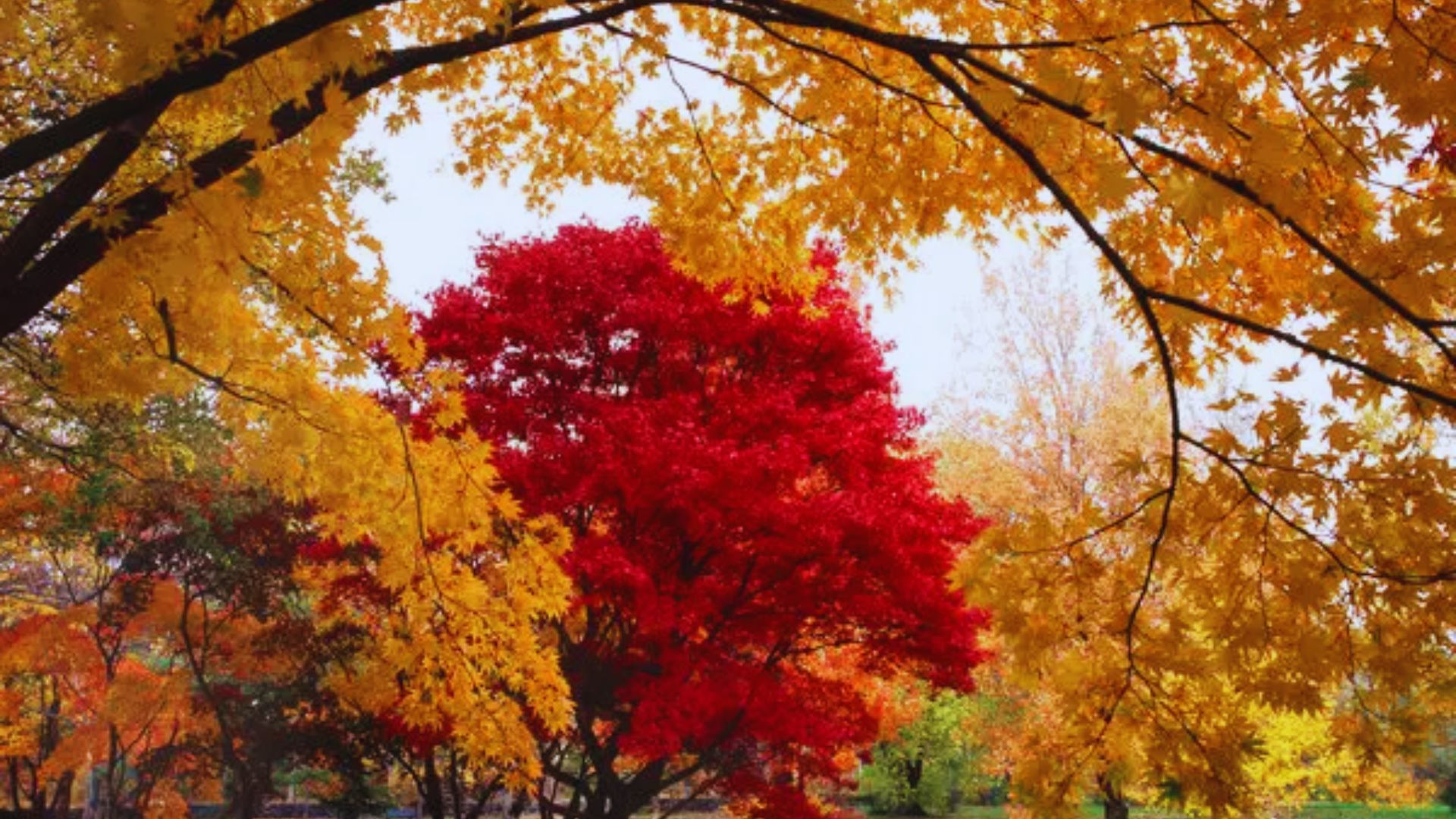 Lush autumn trees displaying red, orange, and yellow leaves in a tranquil park.