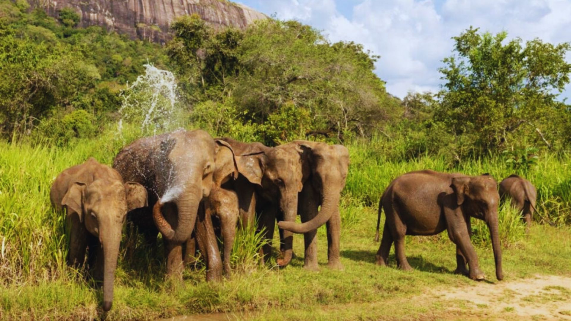 7. Mole National Park