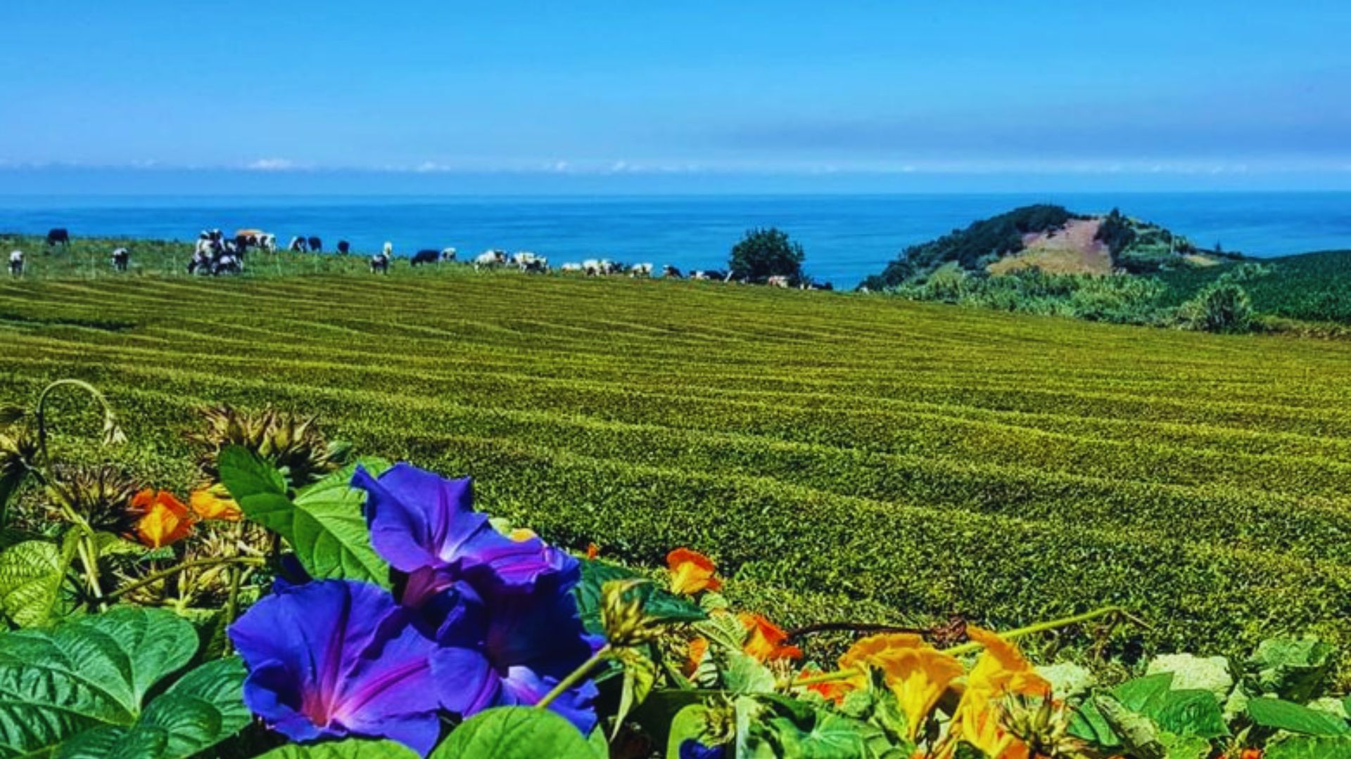 Visit Europe's Oldest Tea Plantation: Gorreana