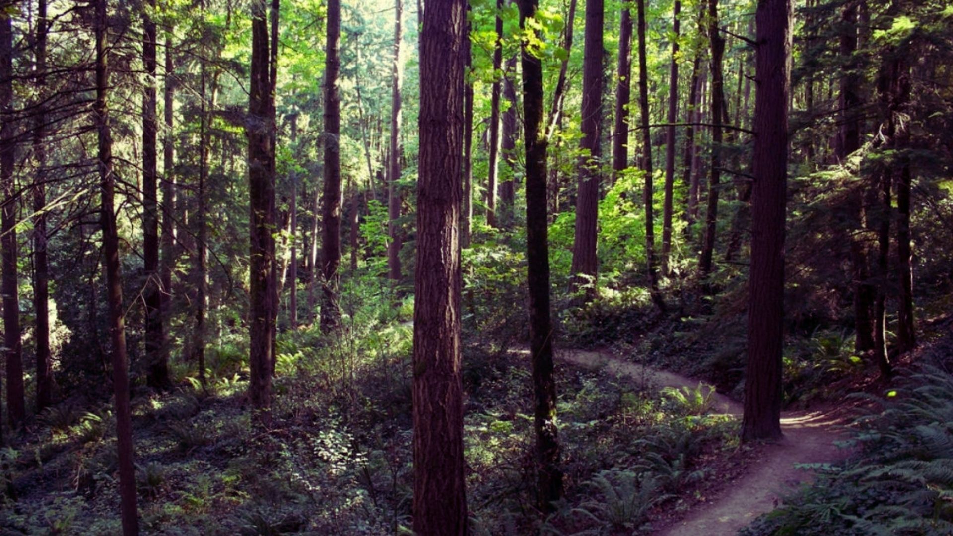 Forest Park Wildwood Trail