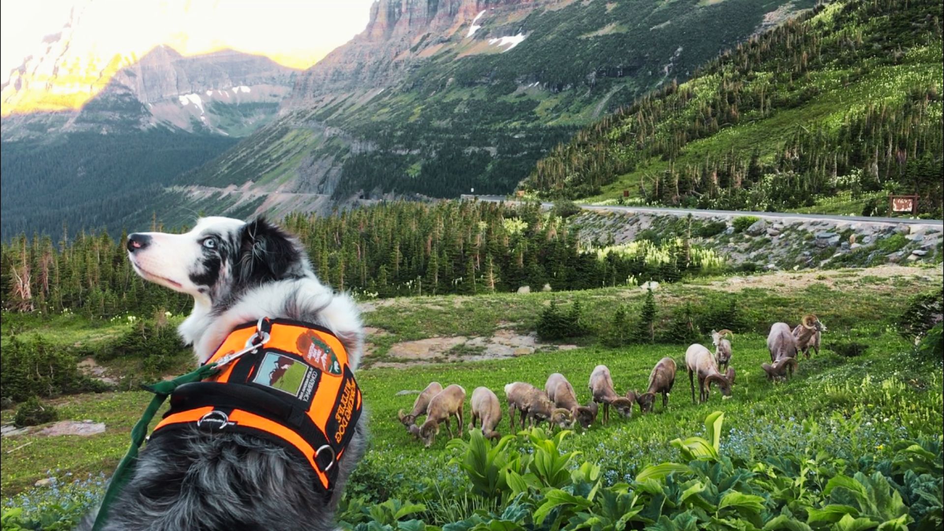 Understanding Glacier National