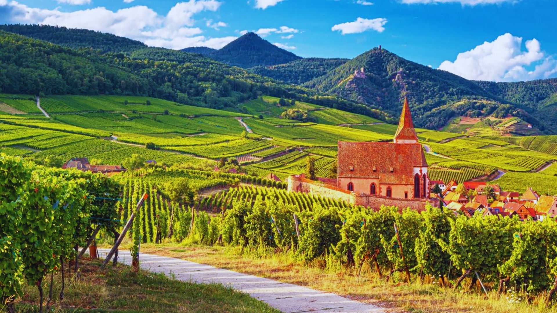 Try Alsatian Wine in a Local Vineyard