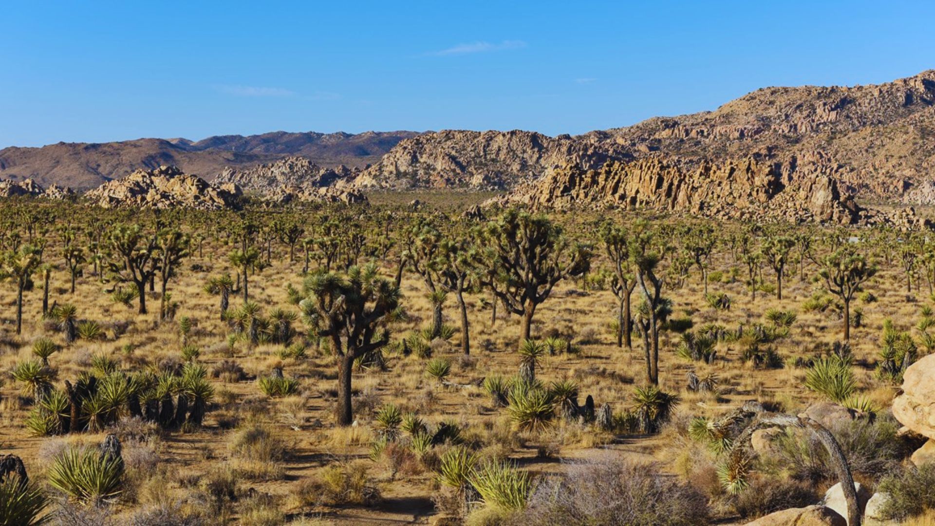 3. Joshua Tree National Park