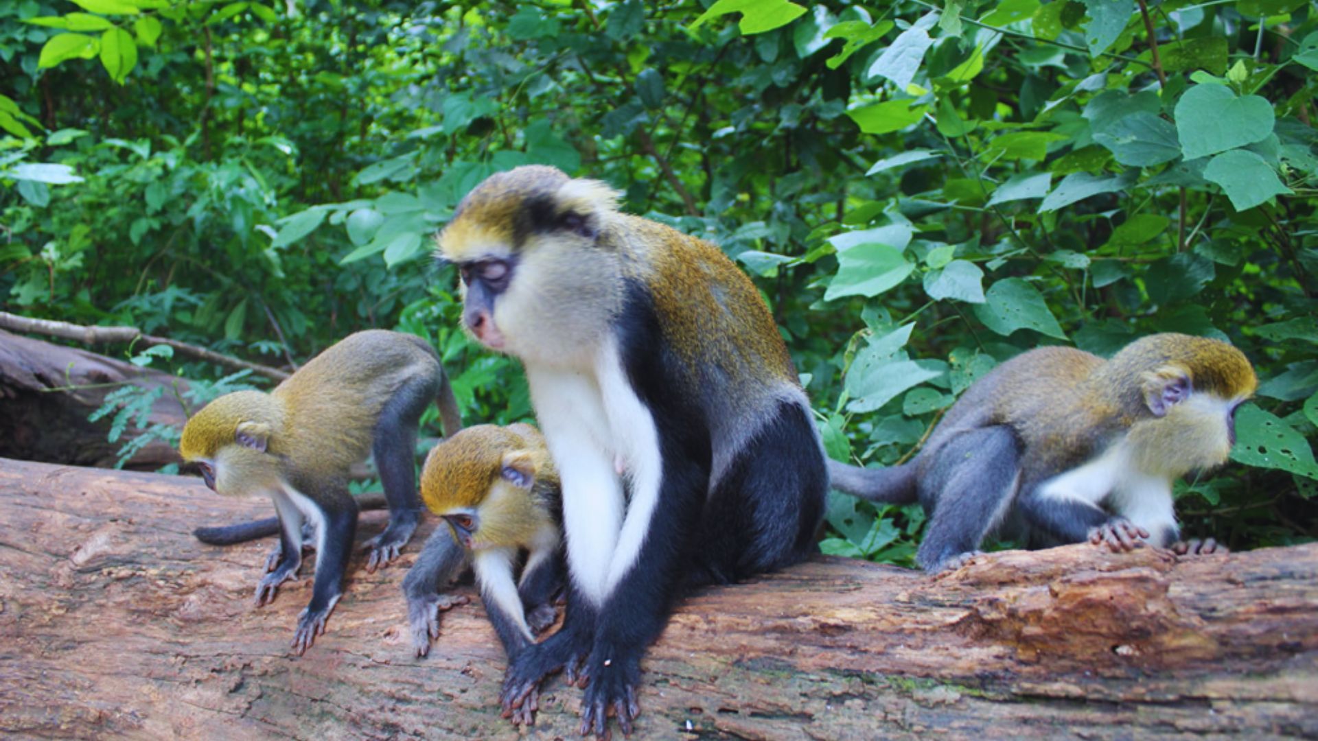 12. Boabeng Fiema Monkey Sanctuary