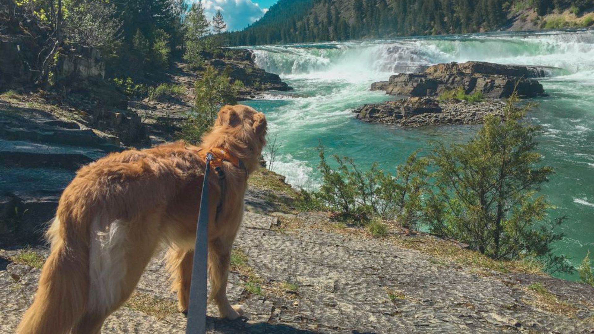Are Dogs Allowed in Glacier National Park