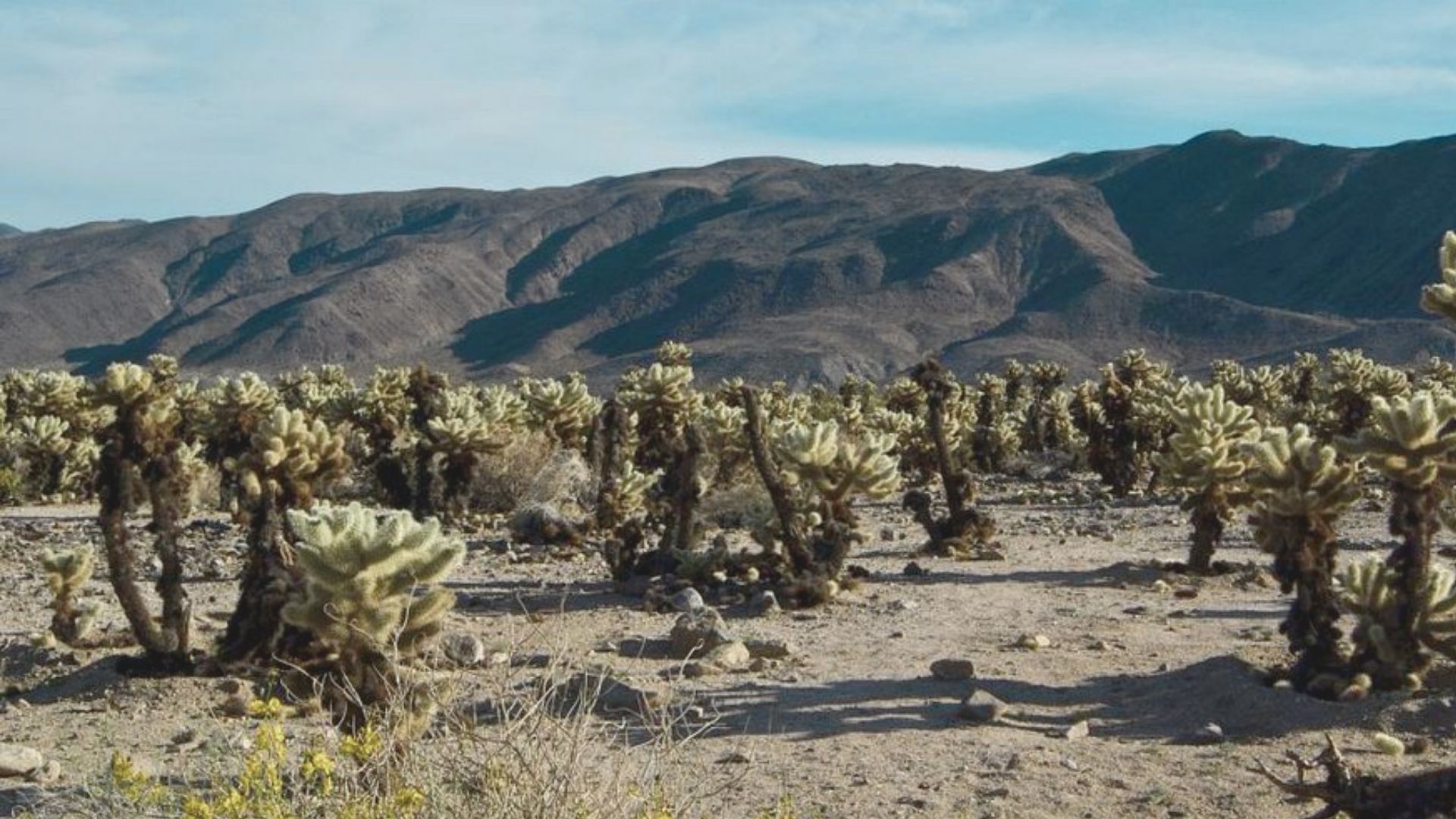 A vast desert landscape featuring numerous cactus plants with distant mountains under a clear blue sky.