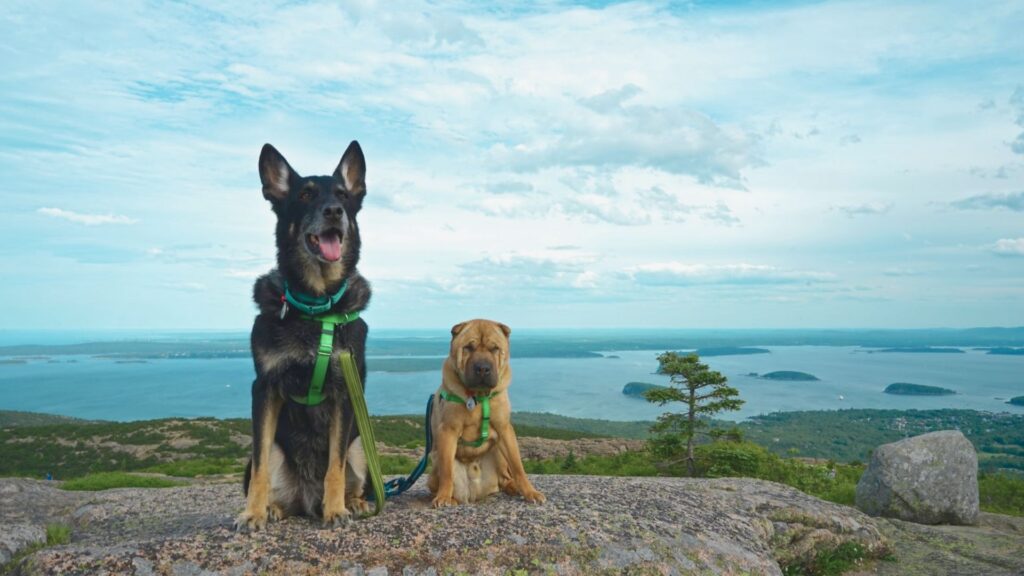 Are Dogs Allowed in Acadia National Park?
