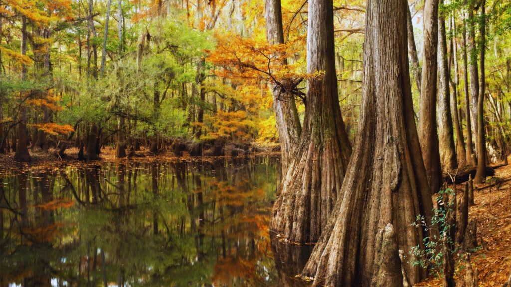Visit Congaree National Park: 1-2 Day Itinerary