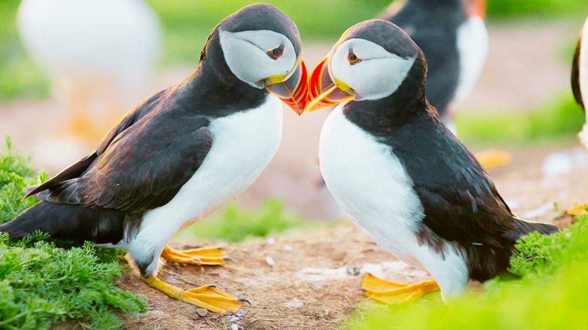Spot Puffins and Local Wildlife