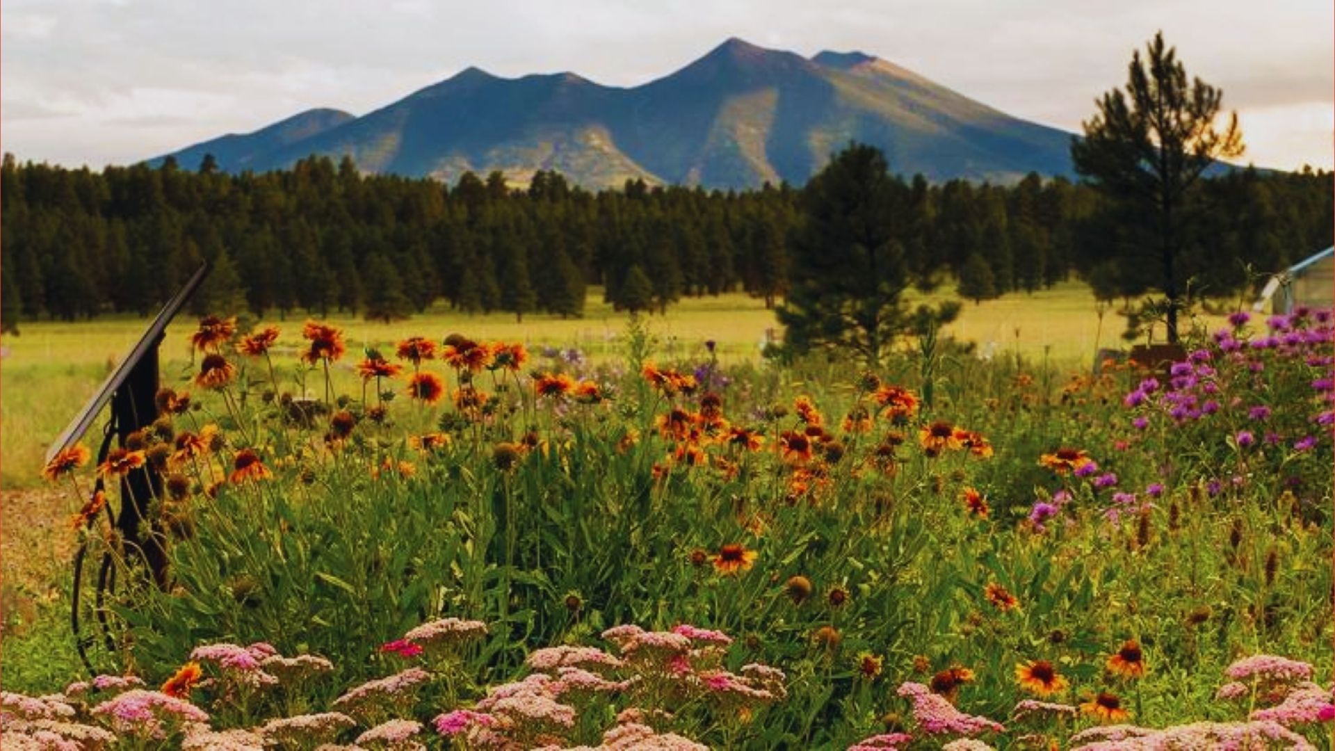 A vibrant field of flowers with majestic mountains rising in the background under a clear blue sky.