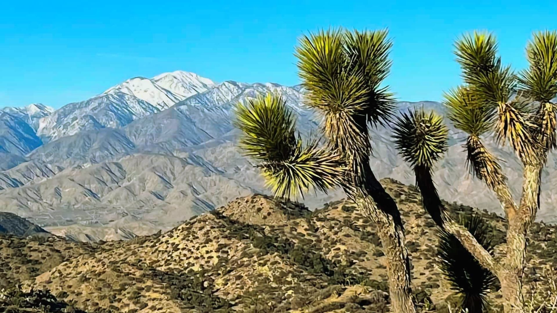 Expansive landscape of Joshua Tree National Park, featuring distinctive Joshua trees and rugged rock formations in California.