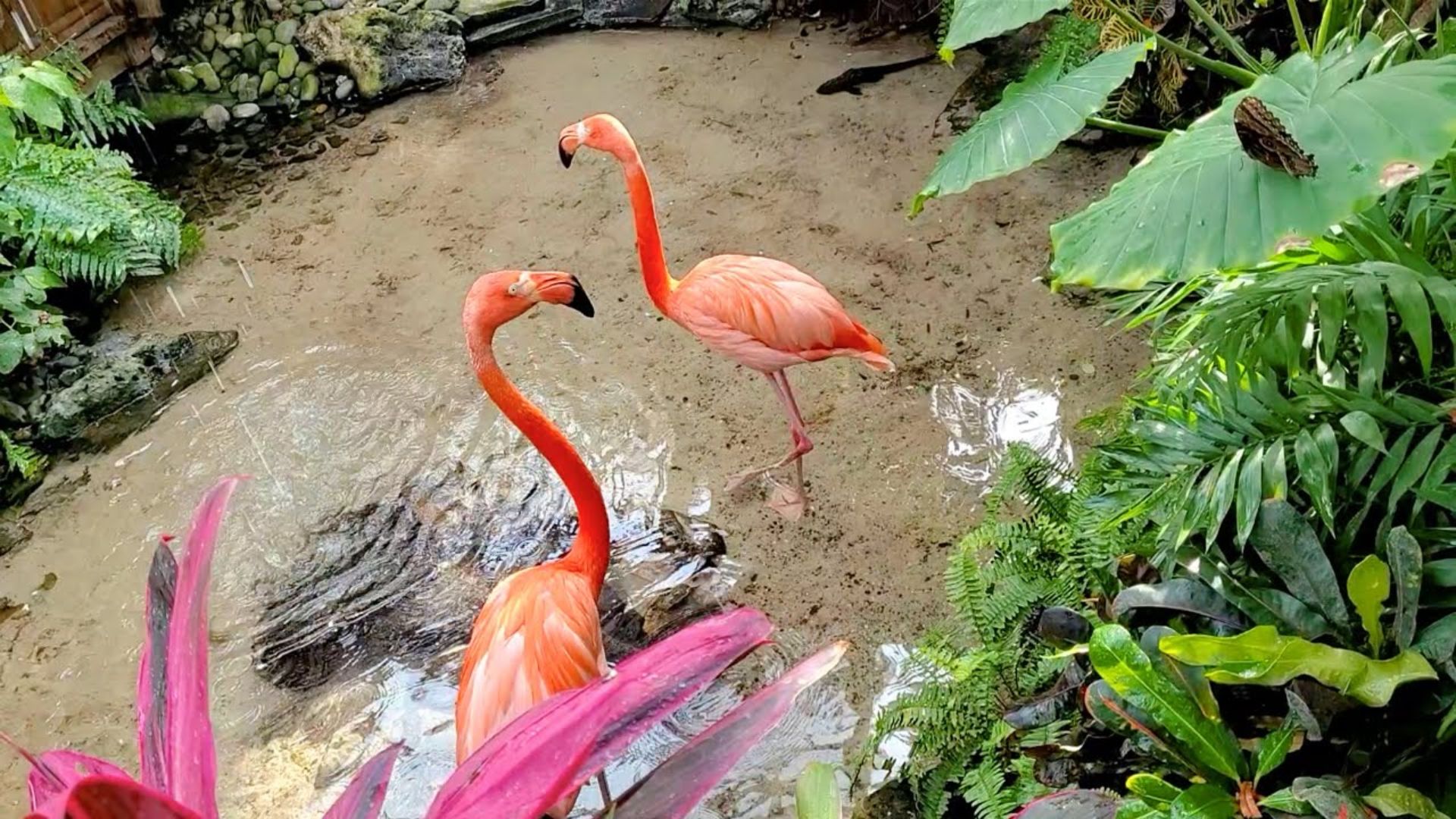 Two flamingos stand gracefully in a pond, surrounded by lush green plants.