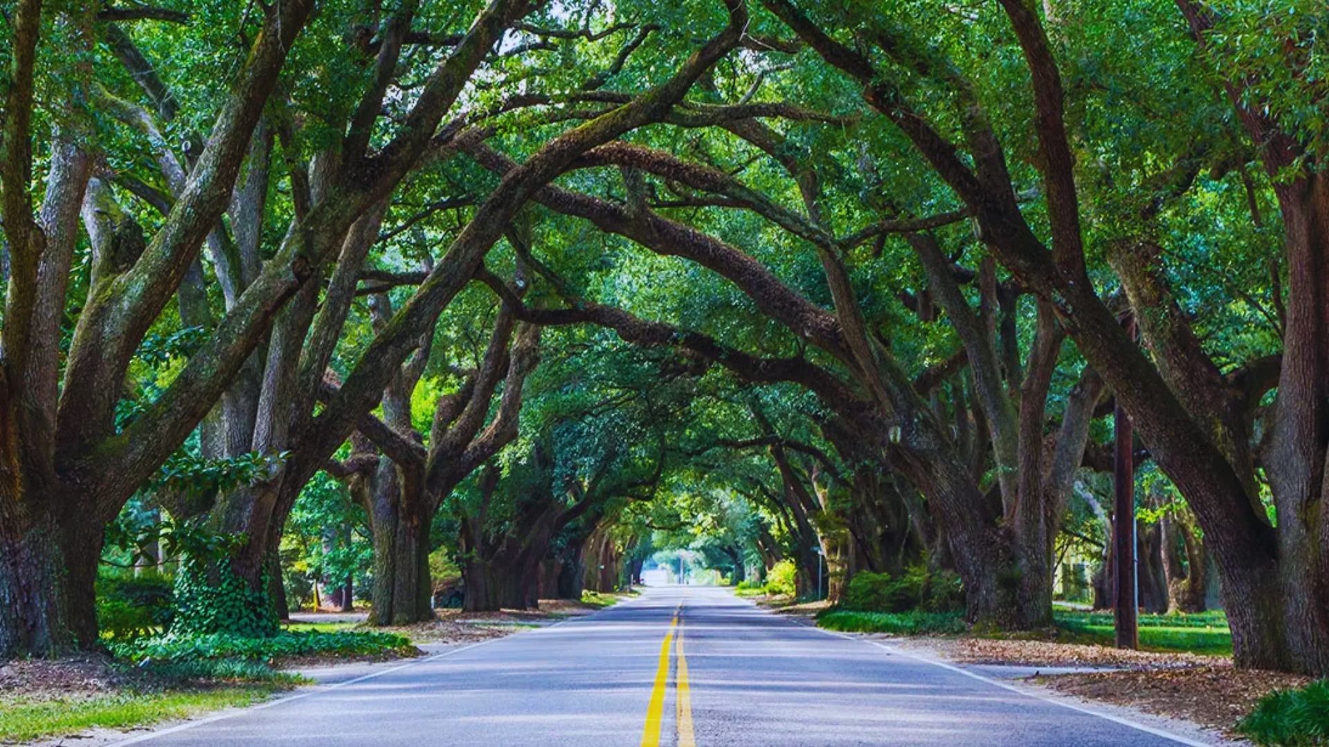 A scenic road lined with lush green trees, leading into a vibrant forested background.