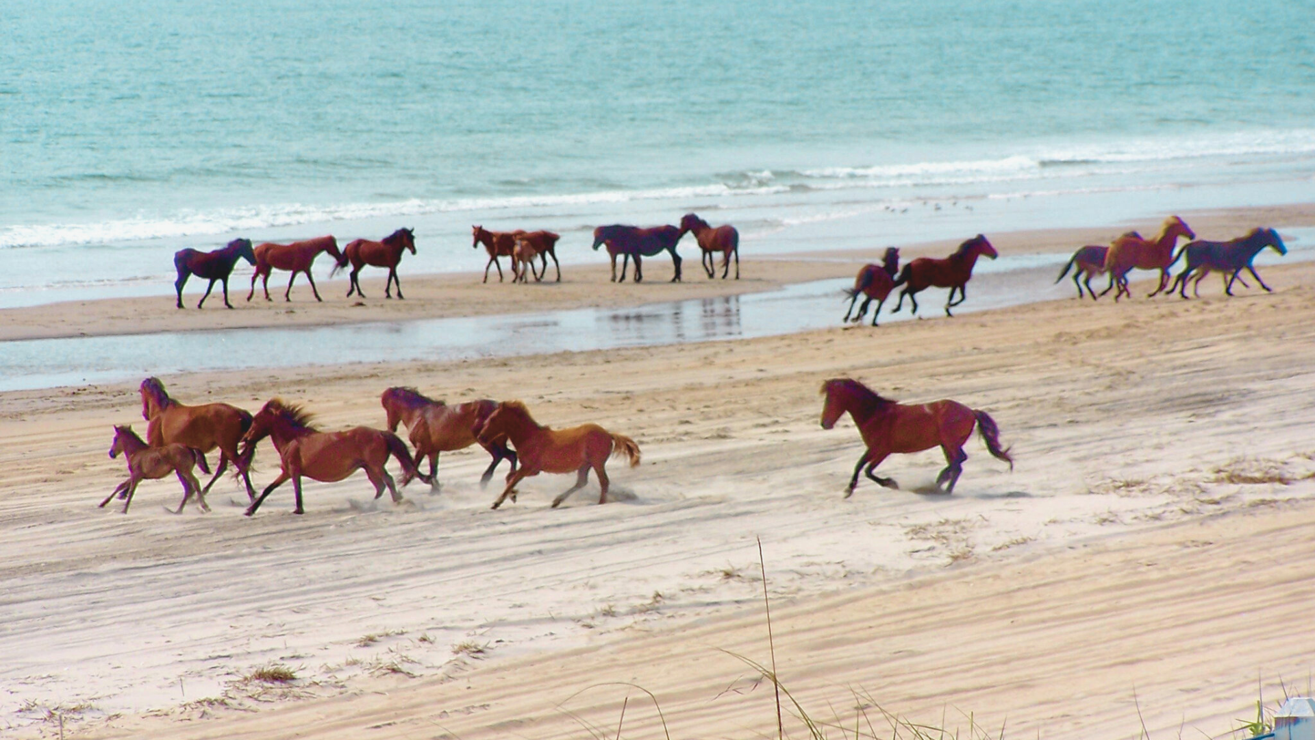 2. See the Wild Horses in Corolla