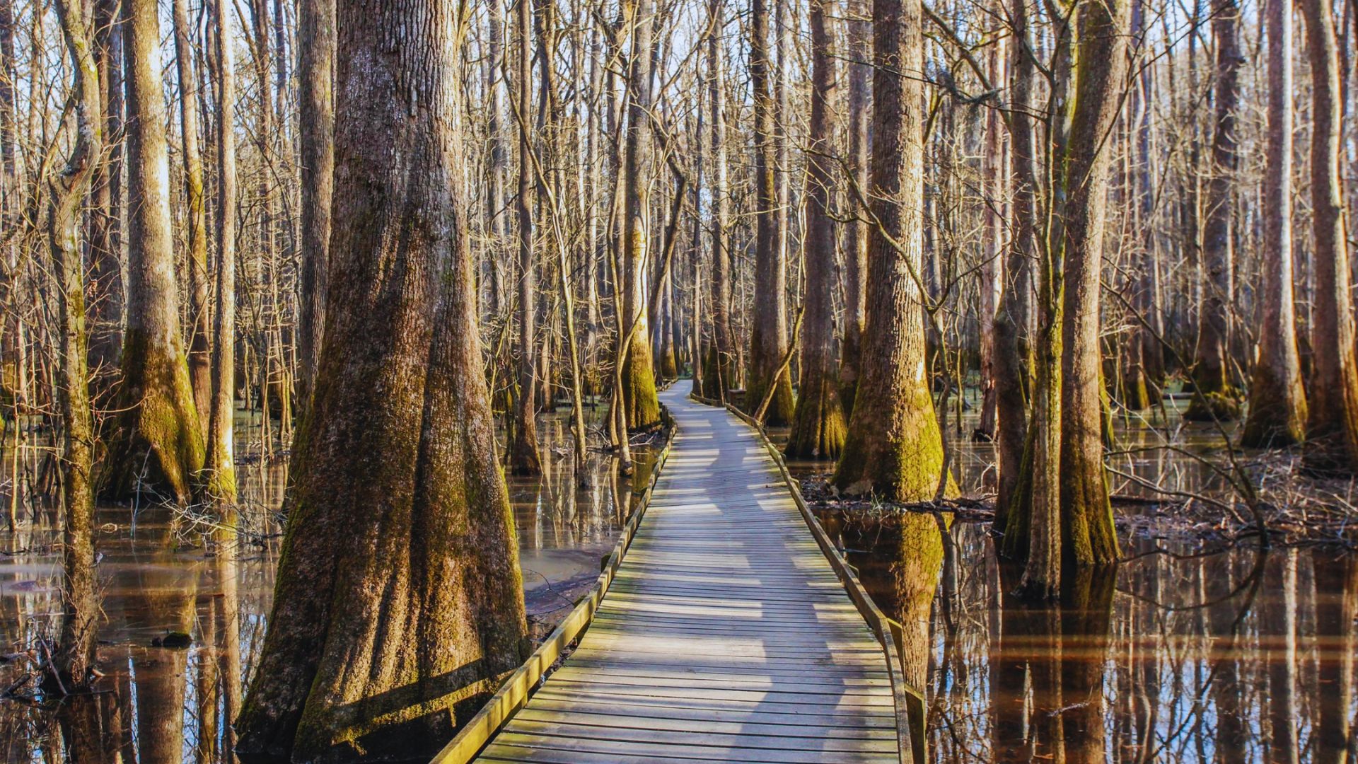 Best Time to Visit Congaree National Park