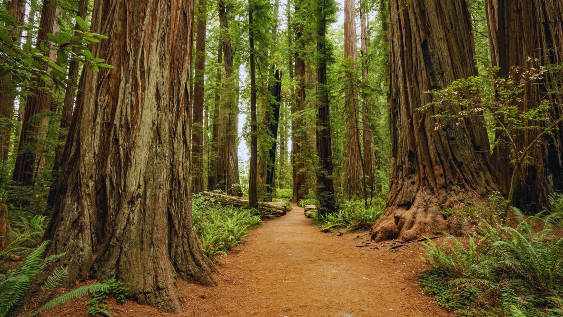 11. Redwood National Park