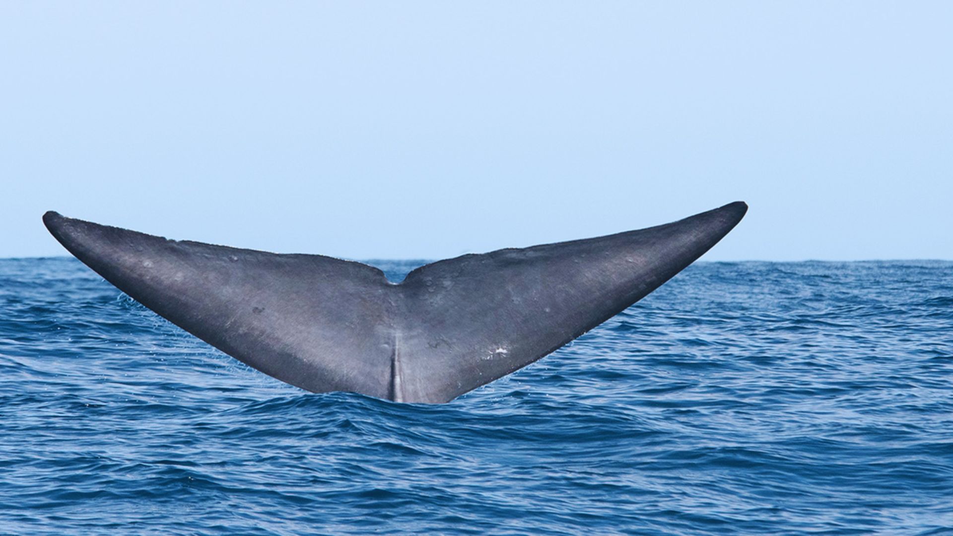 Go Whale Watching in Pico