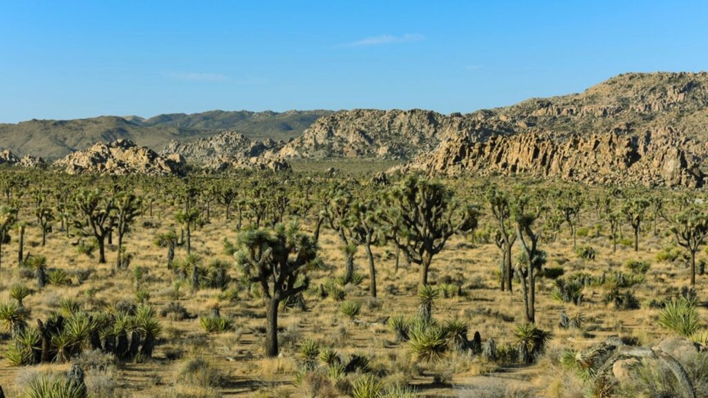 Scenic view of Joshua Tree National Park, showcasing unique rock formations and iconic Joshua trees under a clear blue sky.