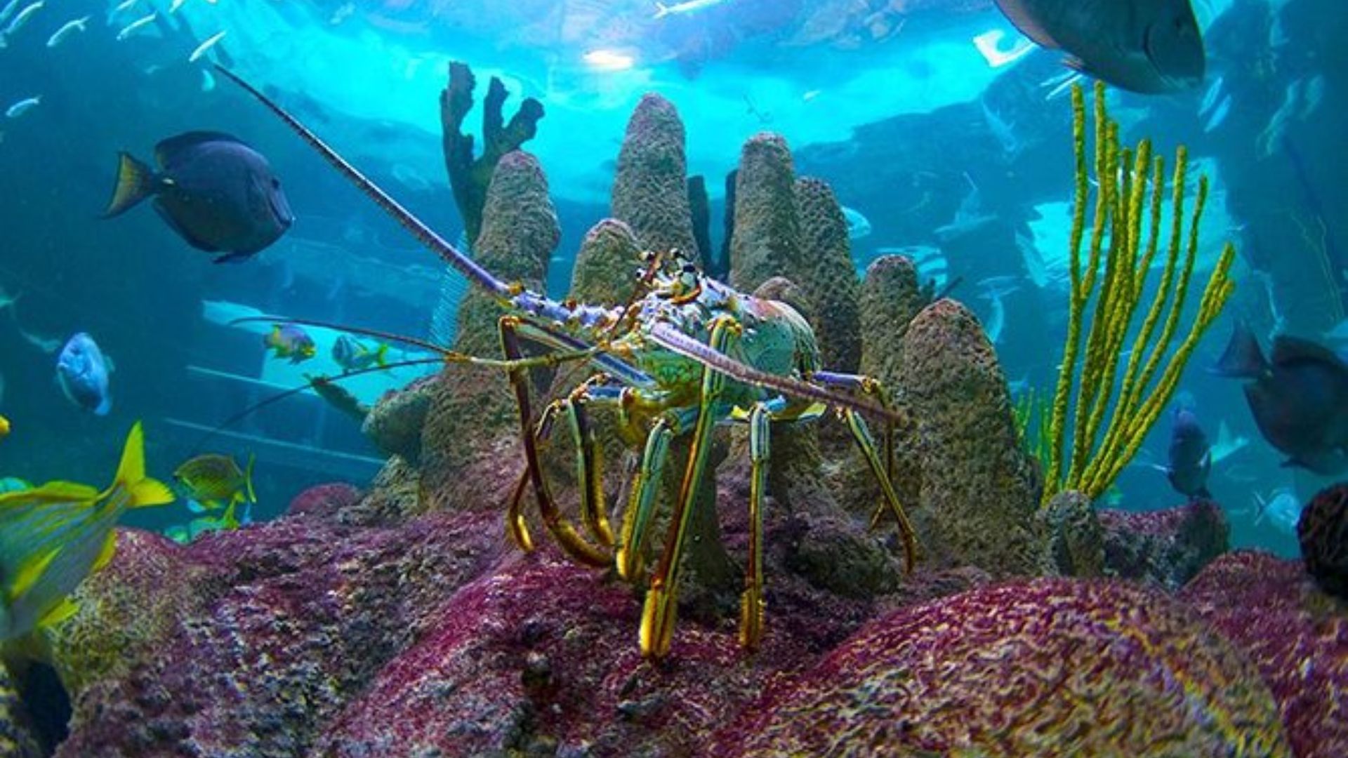 A vibrant lobster swimming in a clear aquarium, showcasing its bright red shell and antennae.