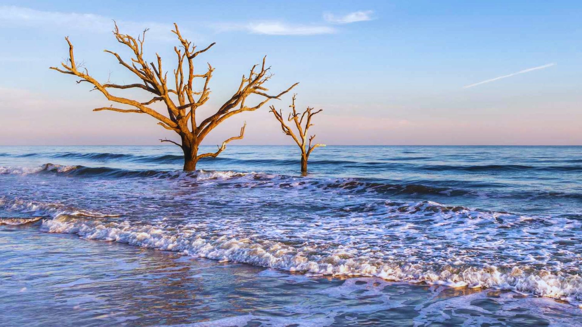 A photograph of a dead tree on a beach, capturing the stark beauty of nature by artist Jimmy Kirk.
