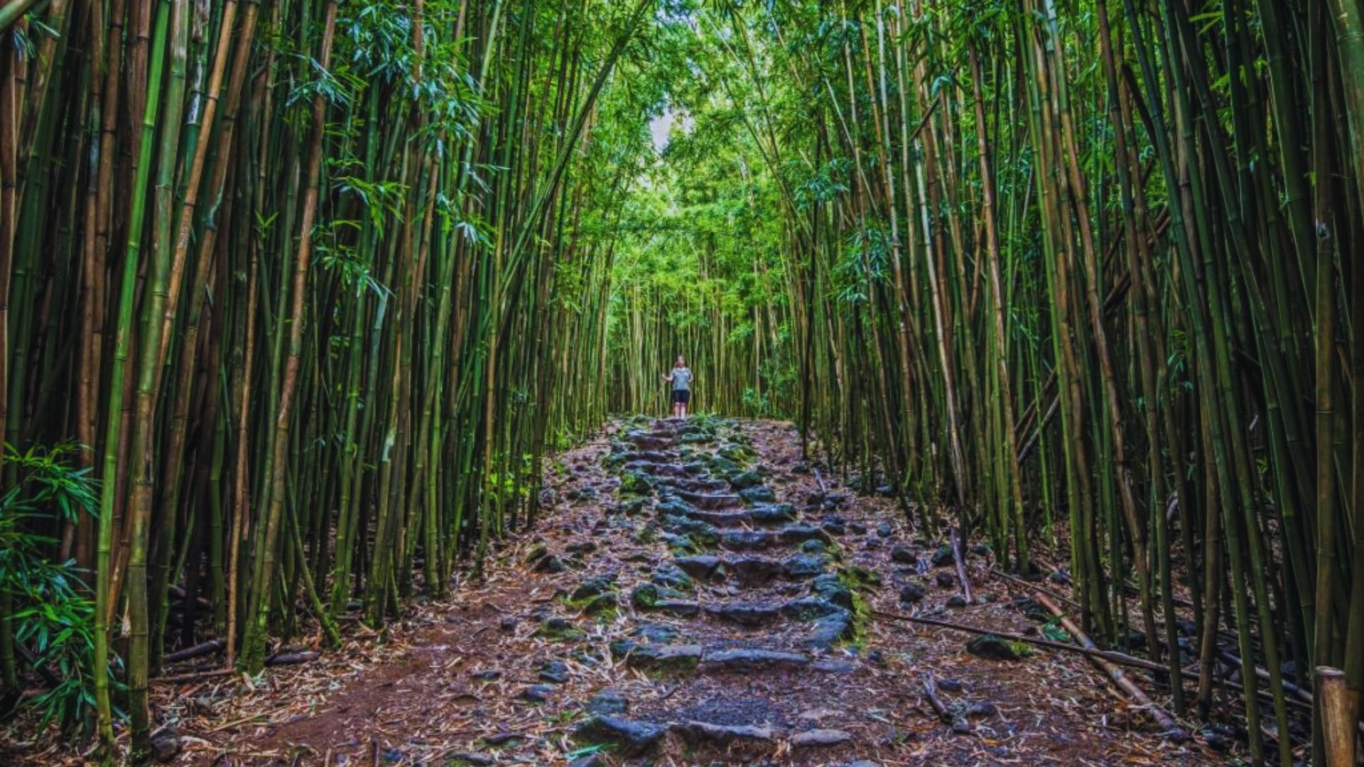 A winding path through a bamboo forest with steps ascending towards the top, surrounded by lush green foliage.
