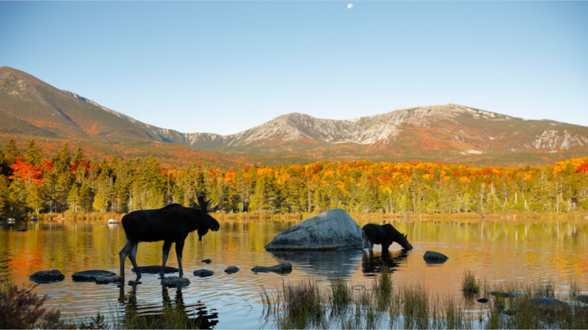 A moose and a bear wade in a lake, surrounded by mountains under a clear sky.