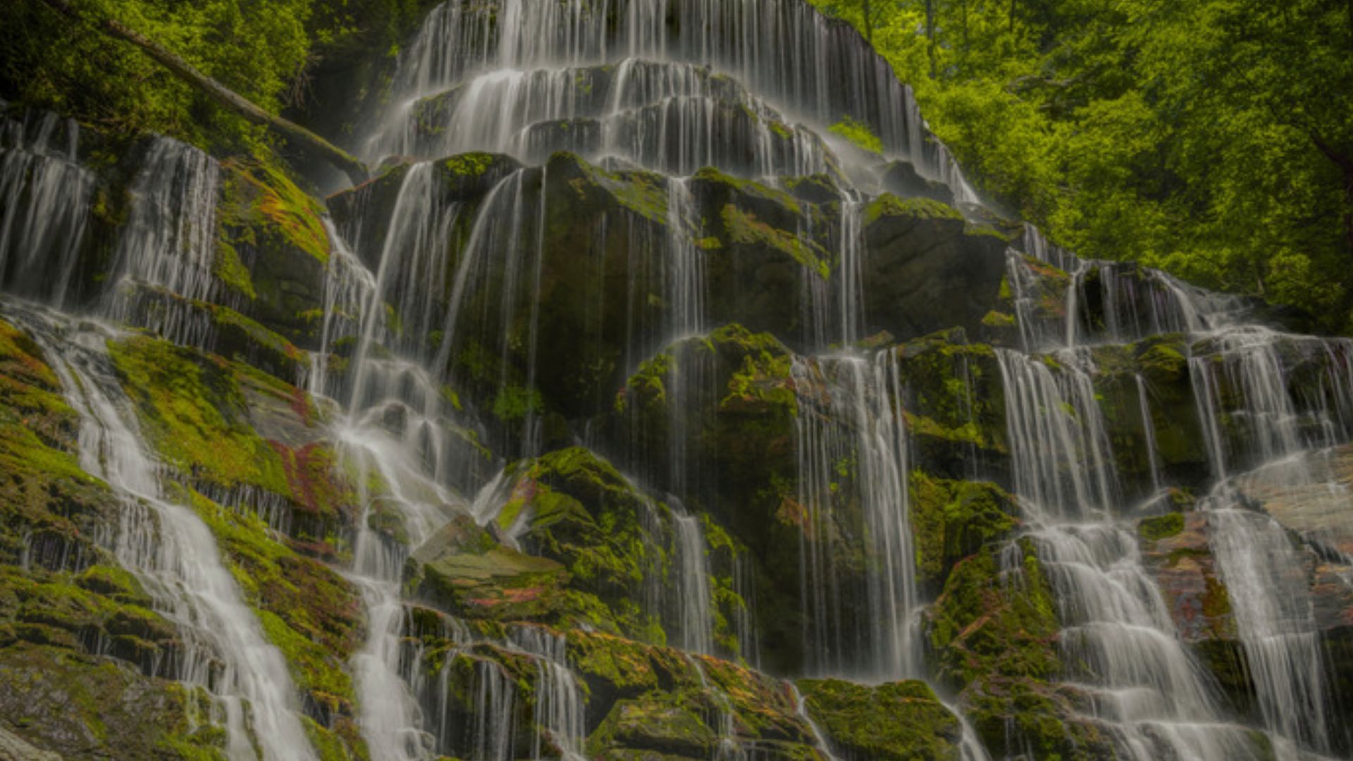 Overview of the Yellow Branch Falls Trail