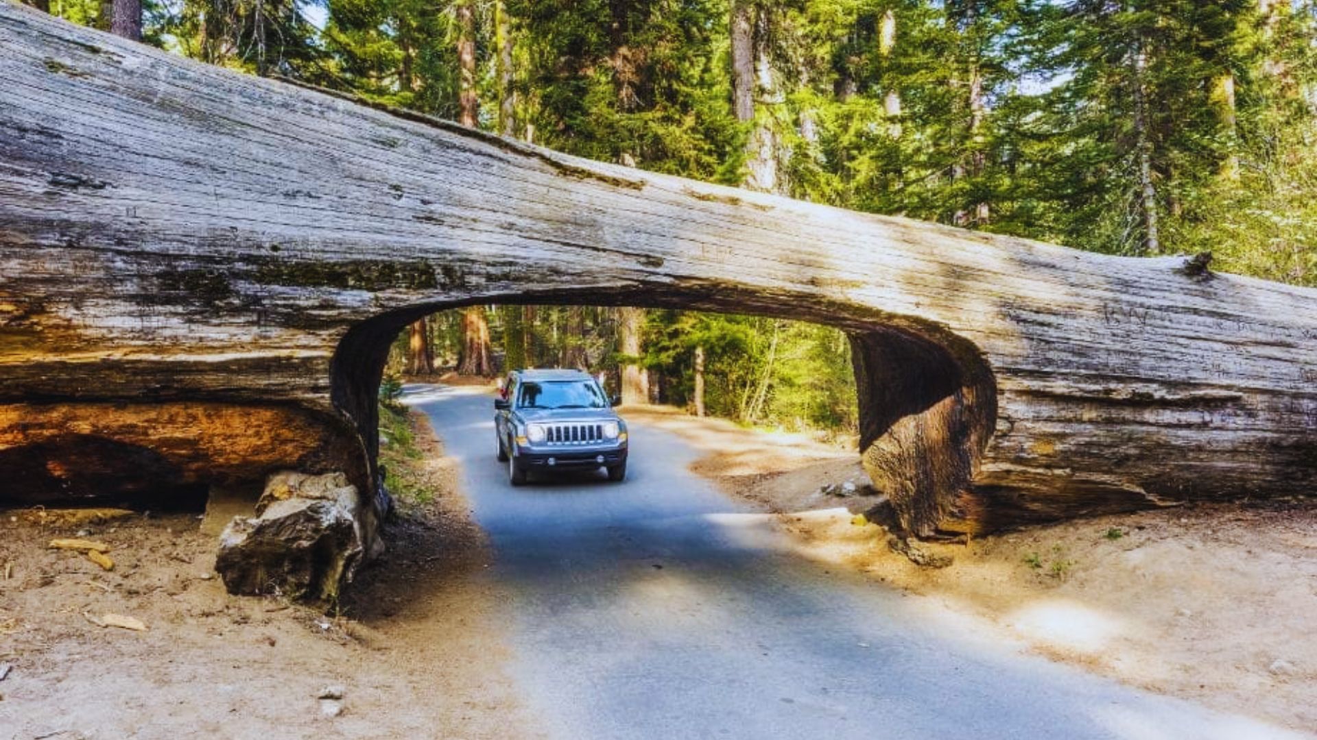 How to Get to Sequoia National Park?