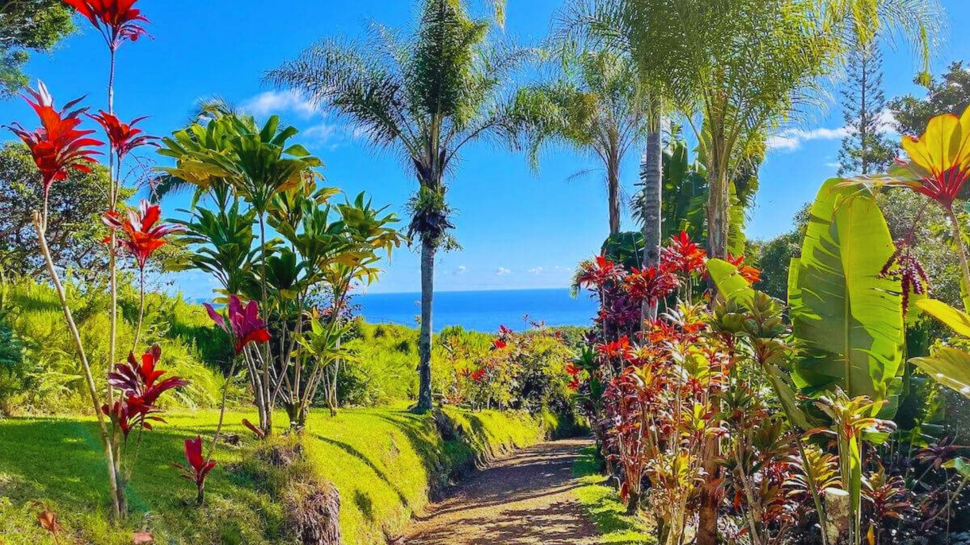 A winding path leads through vibrant tropical plants to a lush green field under a clear blue sky.