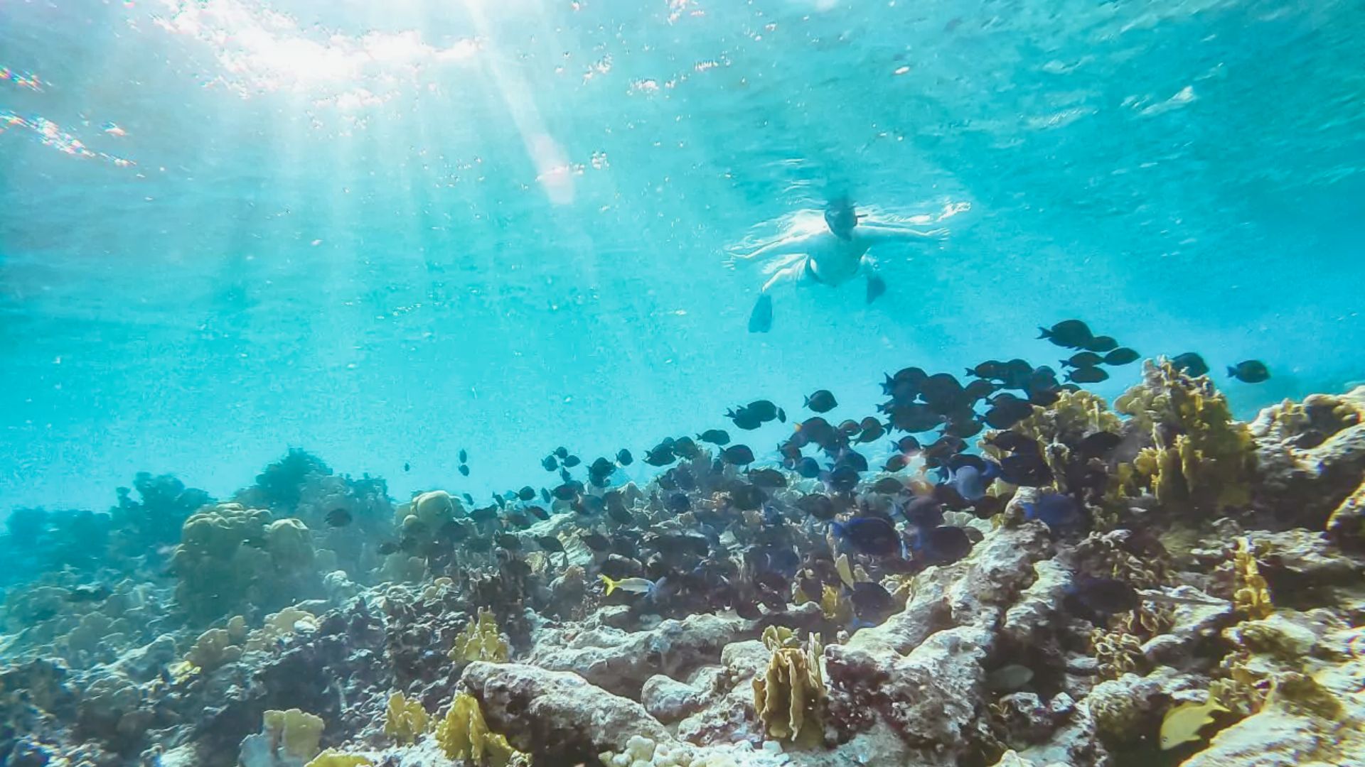 Snorkeling the Pristine Reefs