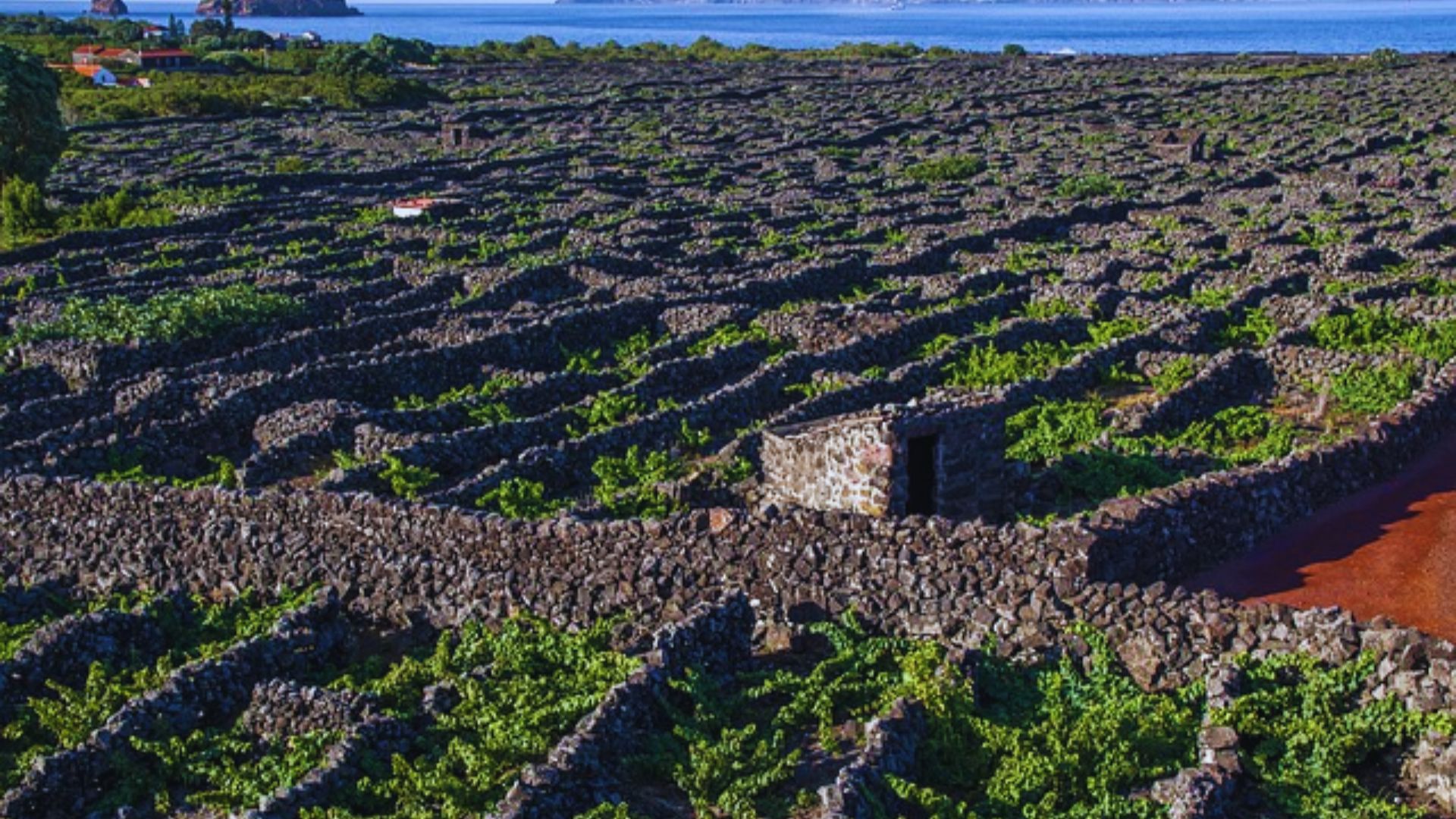 Wander the UNESCO Vineyards of Pico
